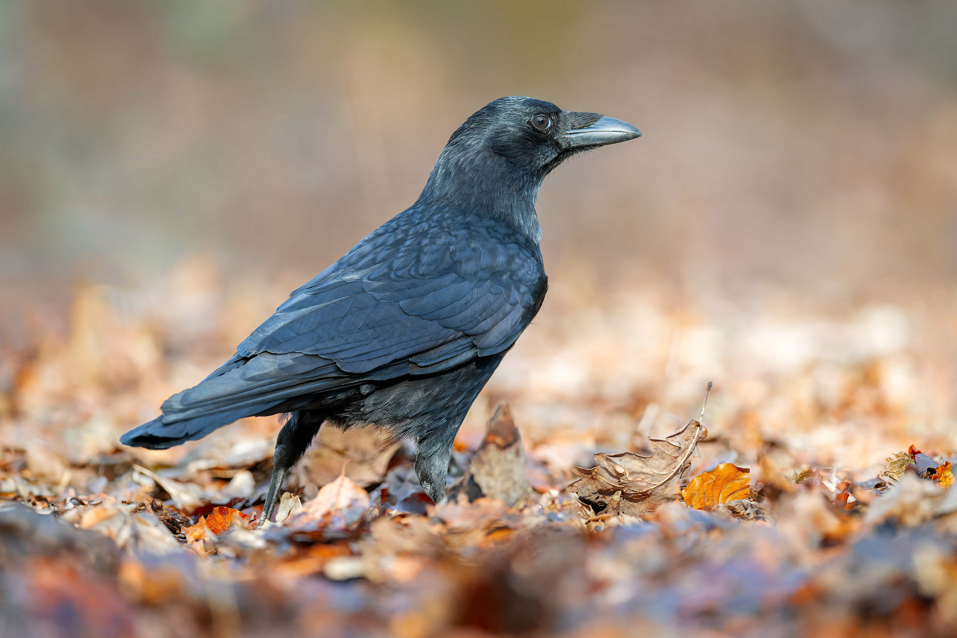 Carrion Crow (Brussels, Belgium)