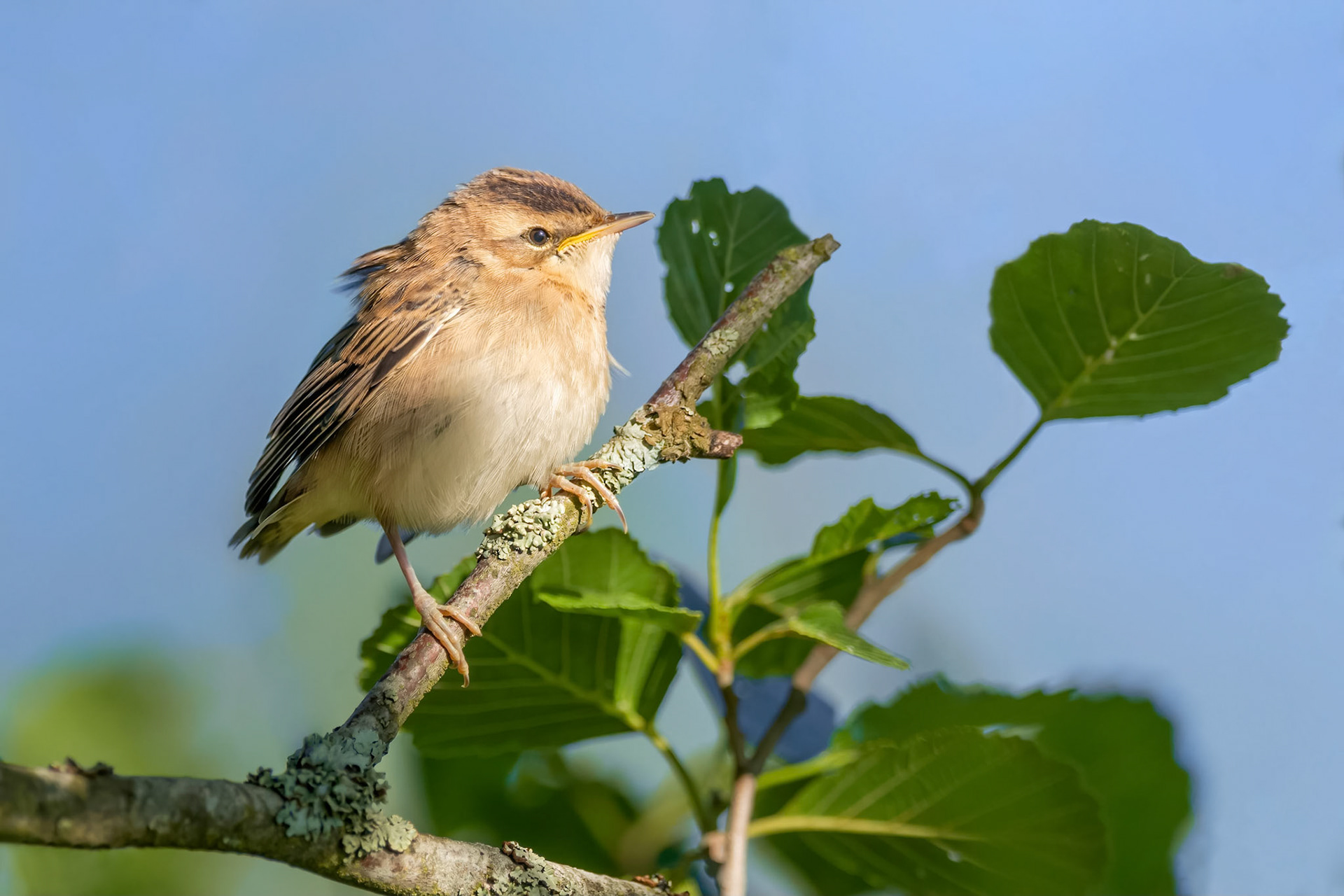 Sedge Warbler (Ruissalo, Finland)
