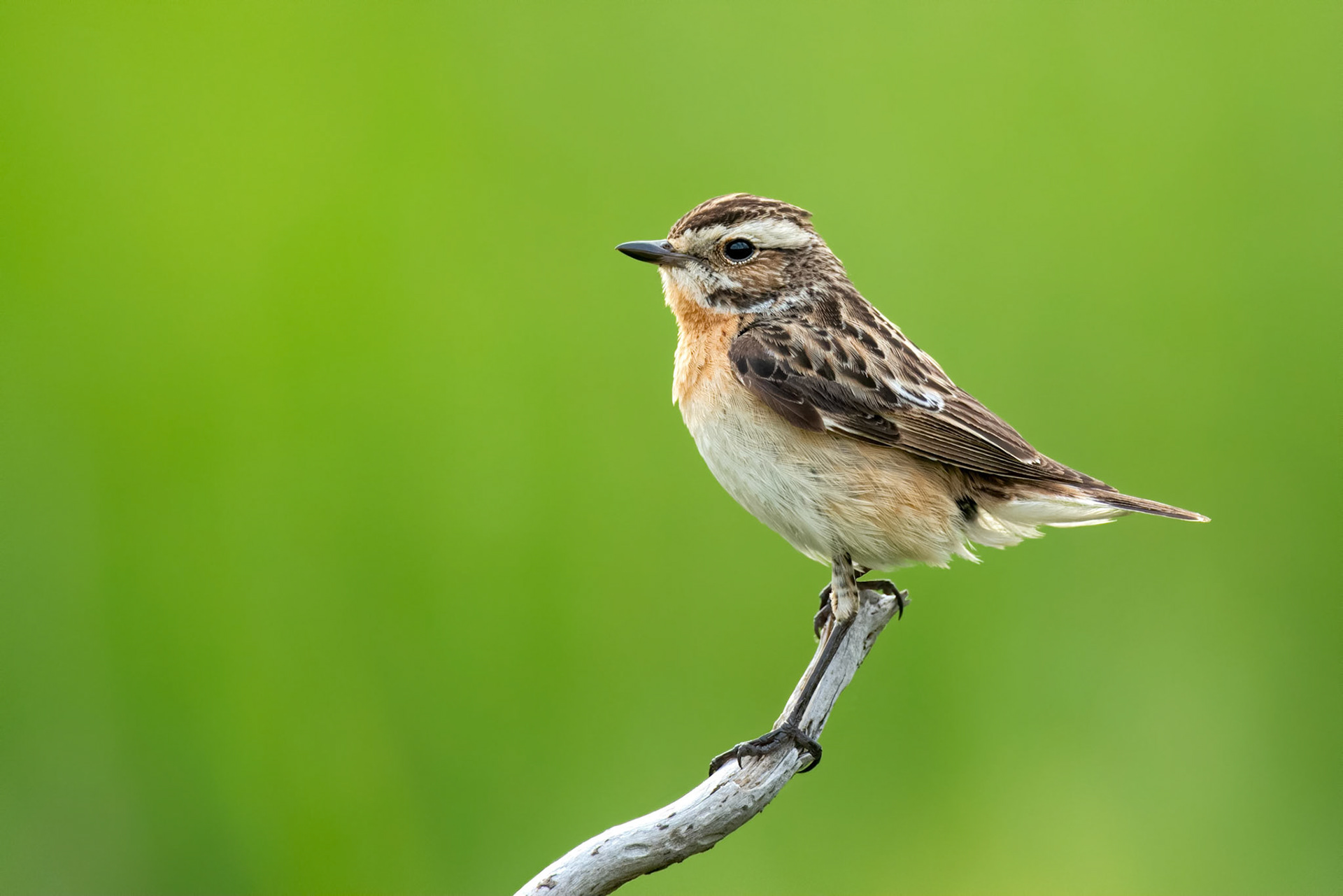 Whinchat (Masku, Finland)