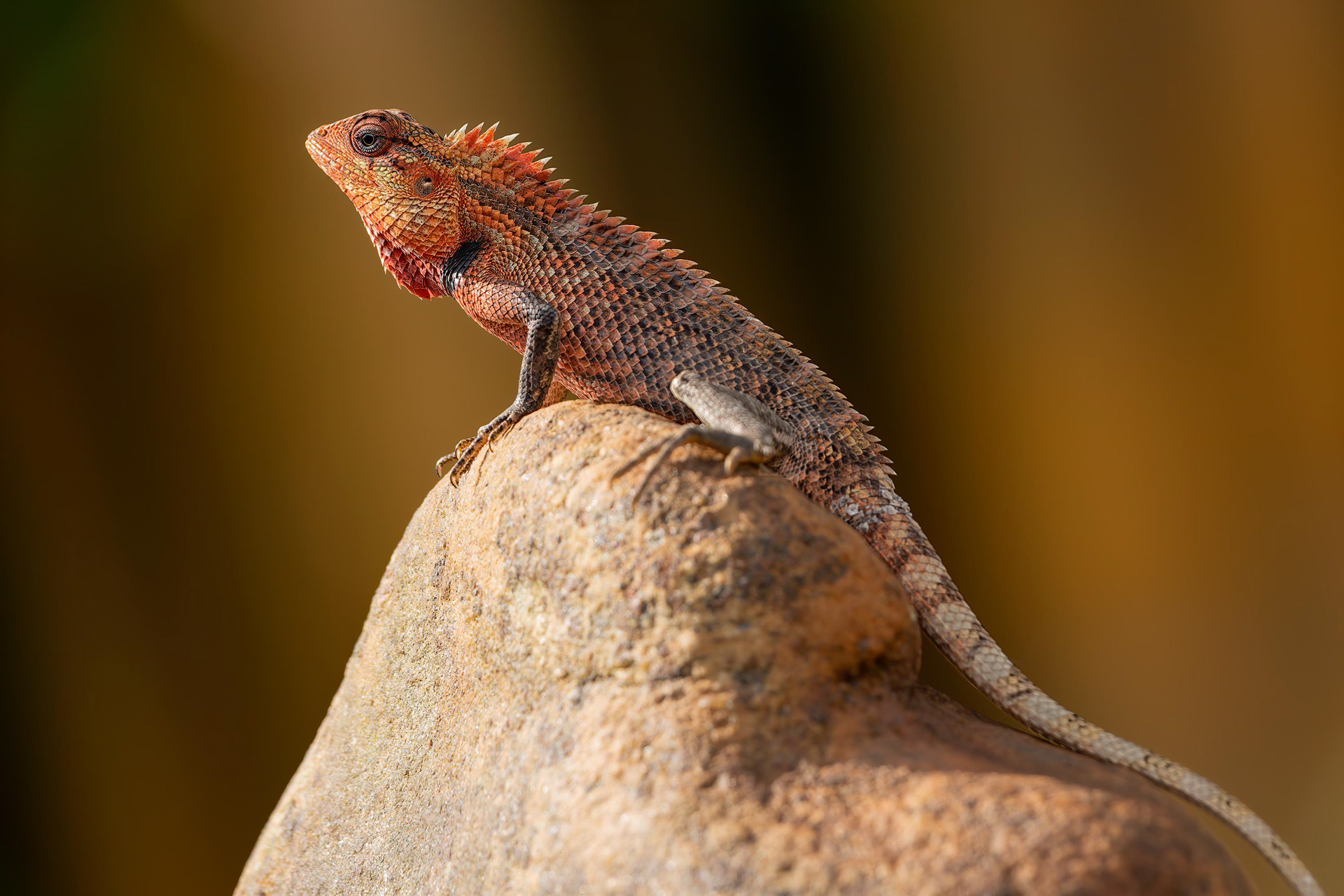 animal, Indian chameleon, Sinharaja, Sri Lanka