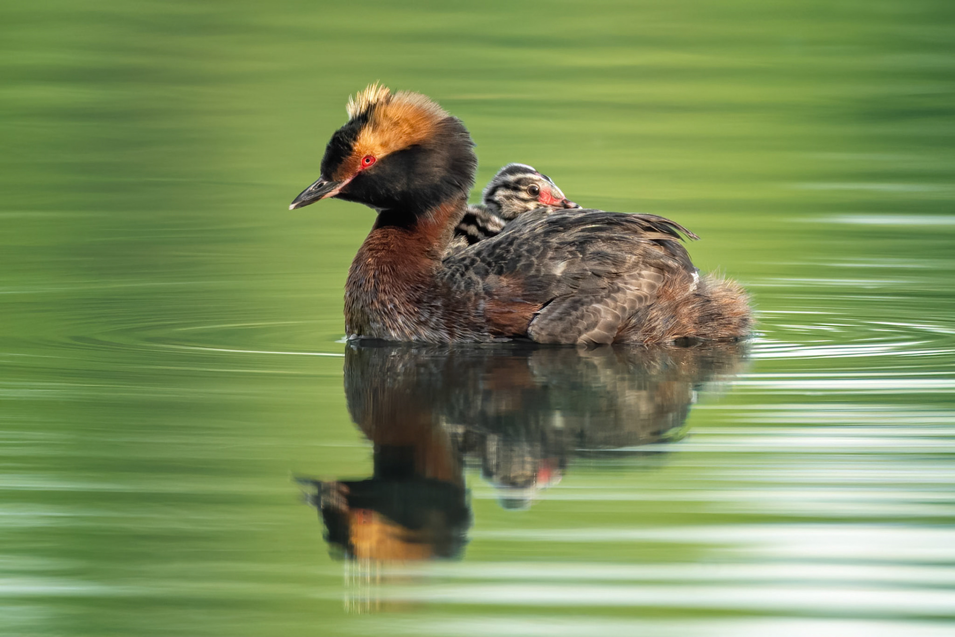 Horned Grebe (Masku, Finland)