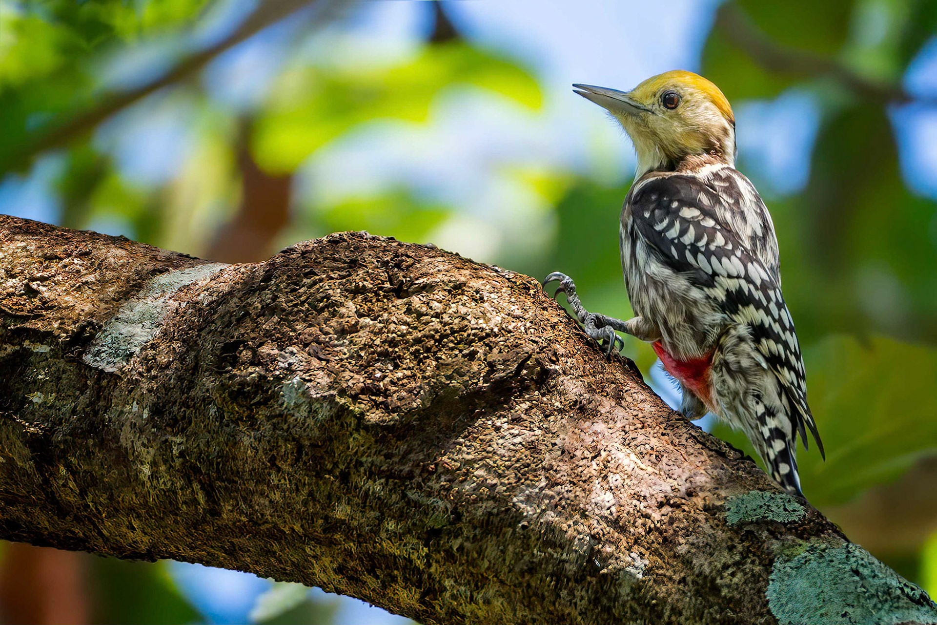 Yellow-crowned Woodpecker (Buduruwagala, Sri Lanka)