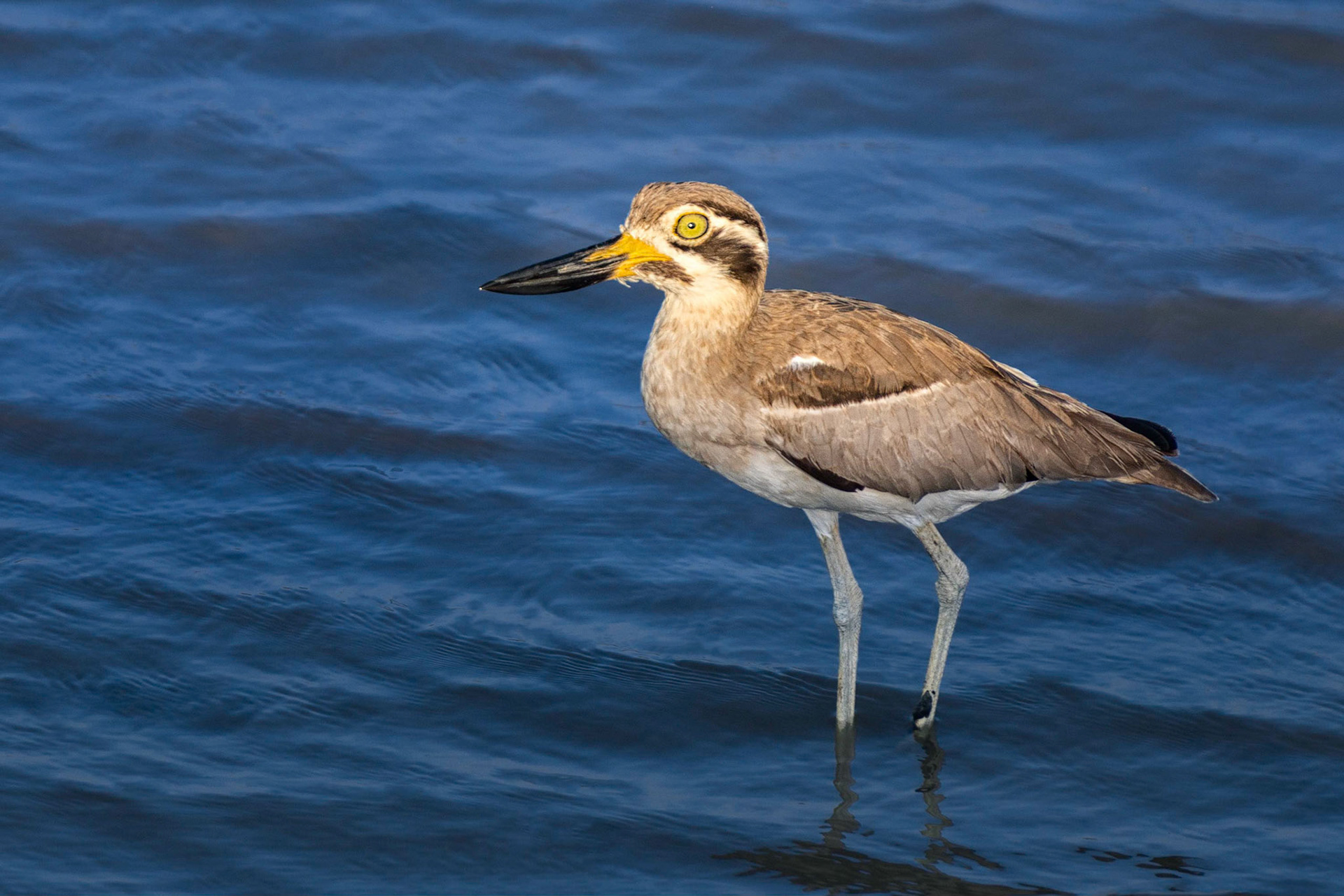 Great Thick-knee (Bundala, Sri Lanka)