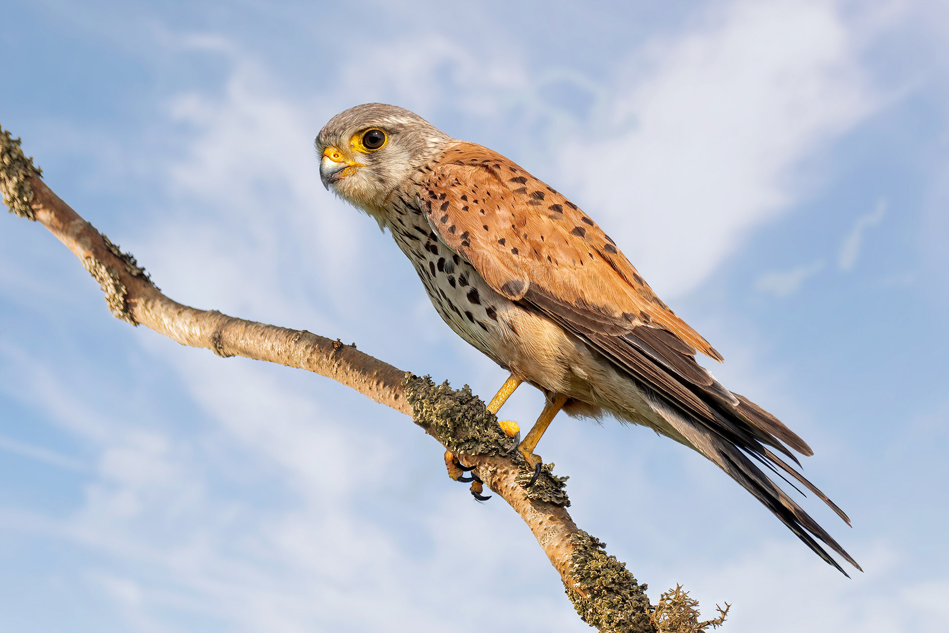 bird, common kestrel, Masku, Finland