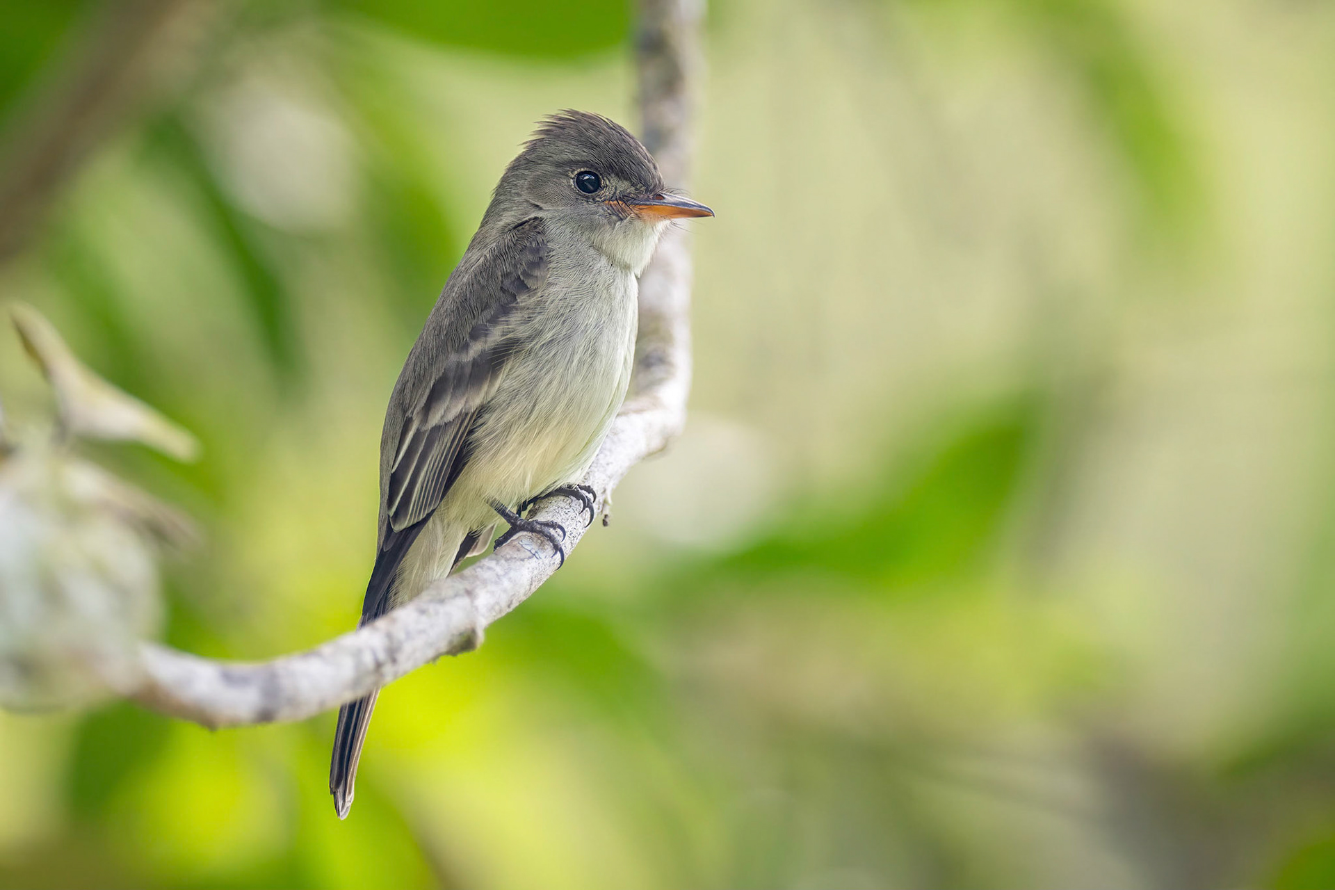 Dusky-capped Flycatcher (Cachi, Costa Rica)