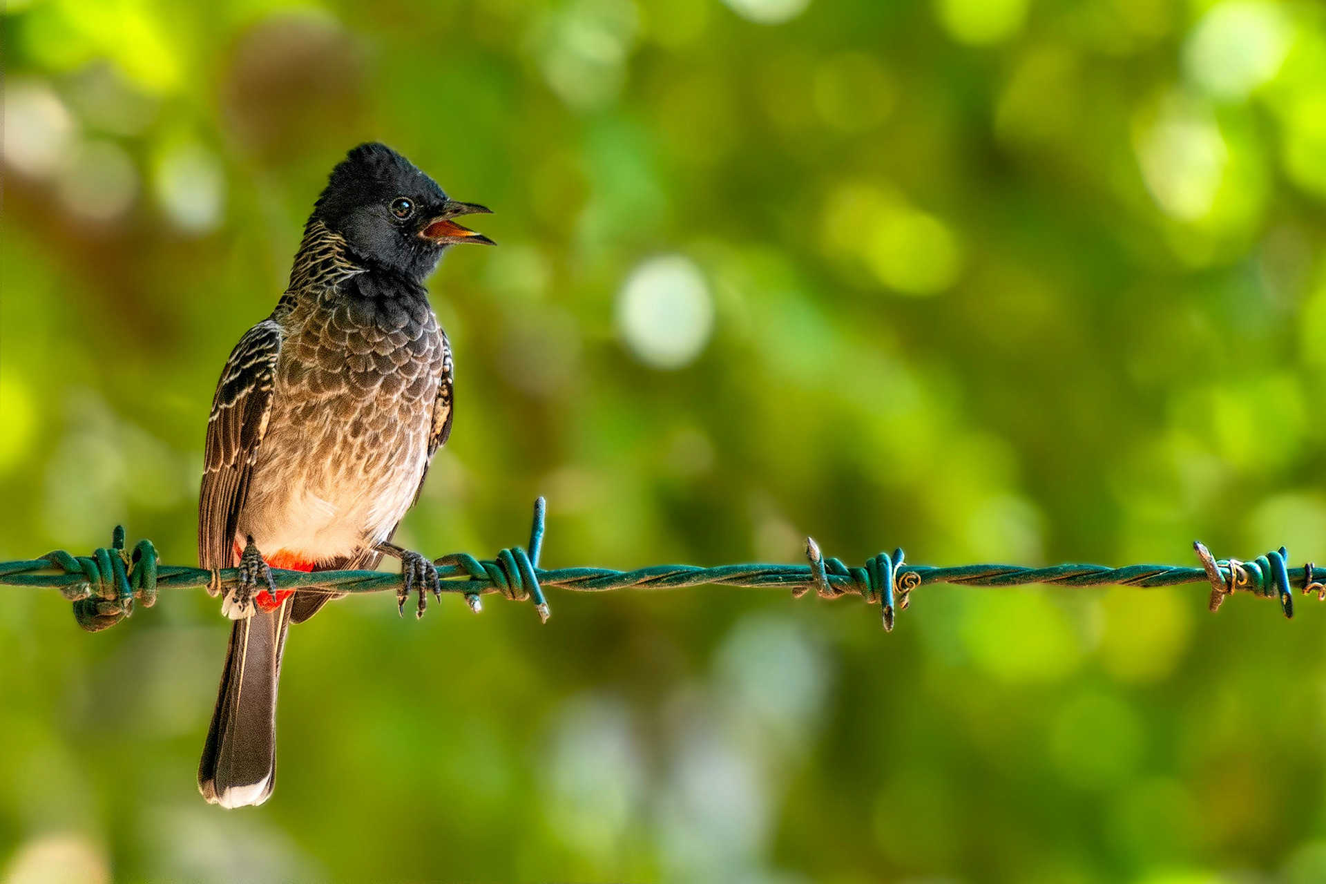 bird, red-vented bulbul, Hambantota, Sri Lanka