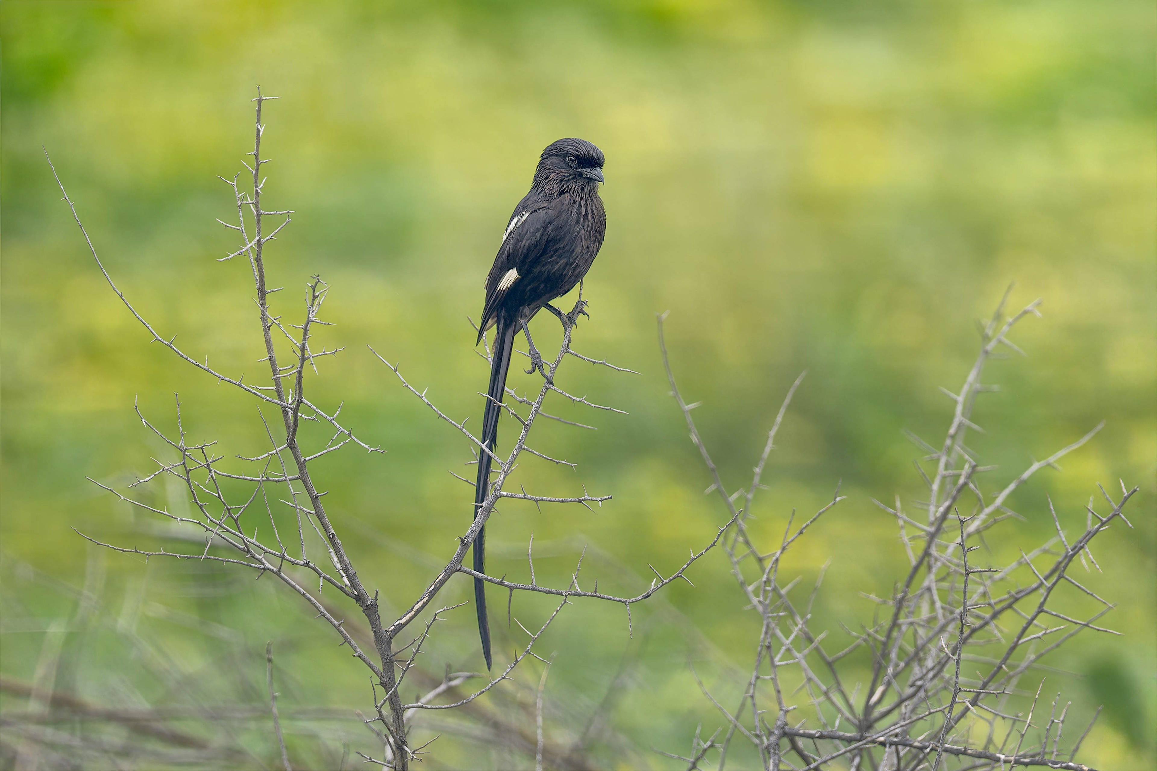 Magpie Shrike (Habarana, Sri Lanka)