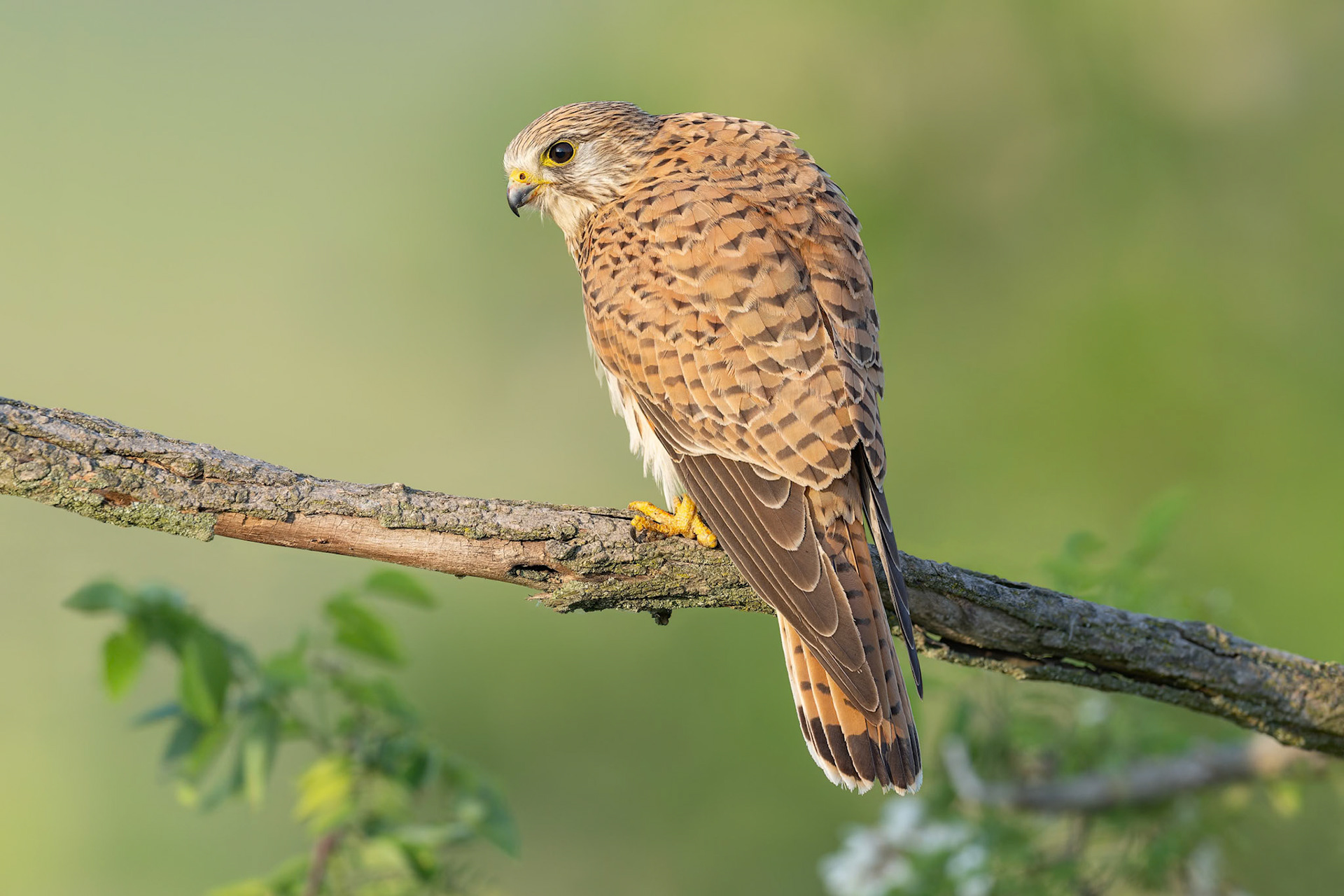 Common Kestrel (Kisujszallas, Hungary)