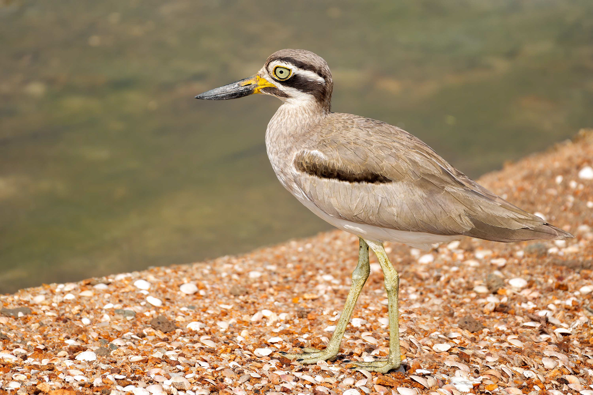 bird, great thick-knee, stone curlew, Bundala, Sri Lanka