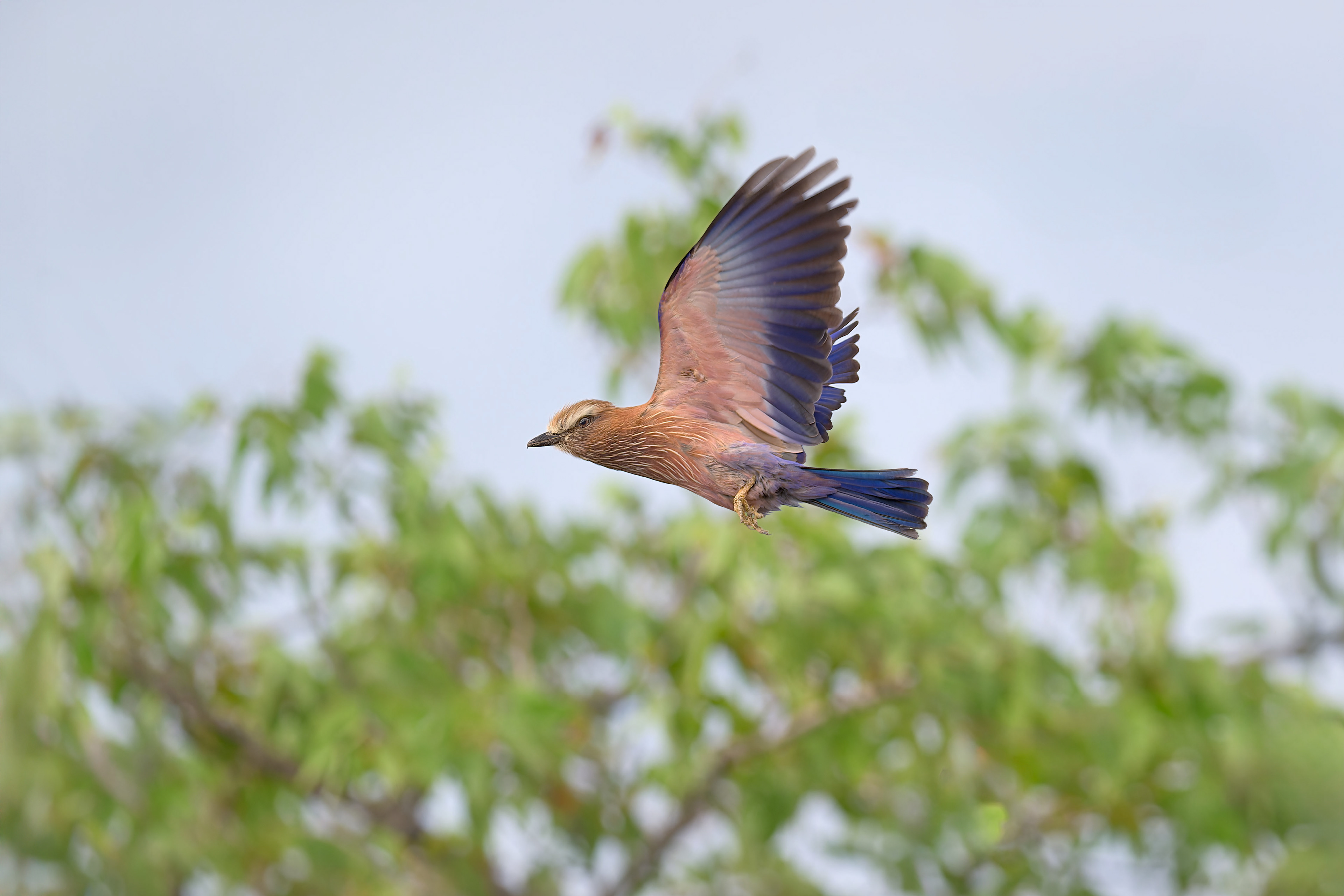 Purple Roller (Etosha, Namibia)
