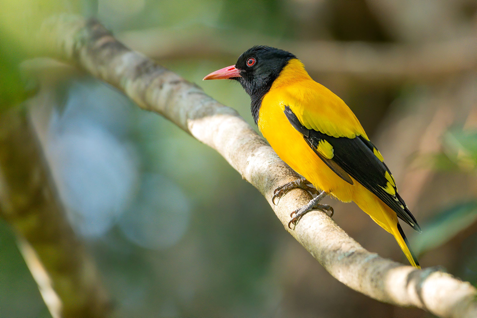 bird, black-hooded oriole, Habarana, Sri Lanka