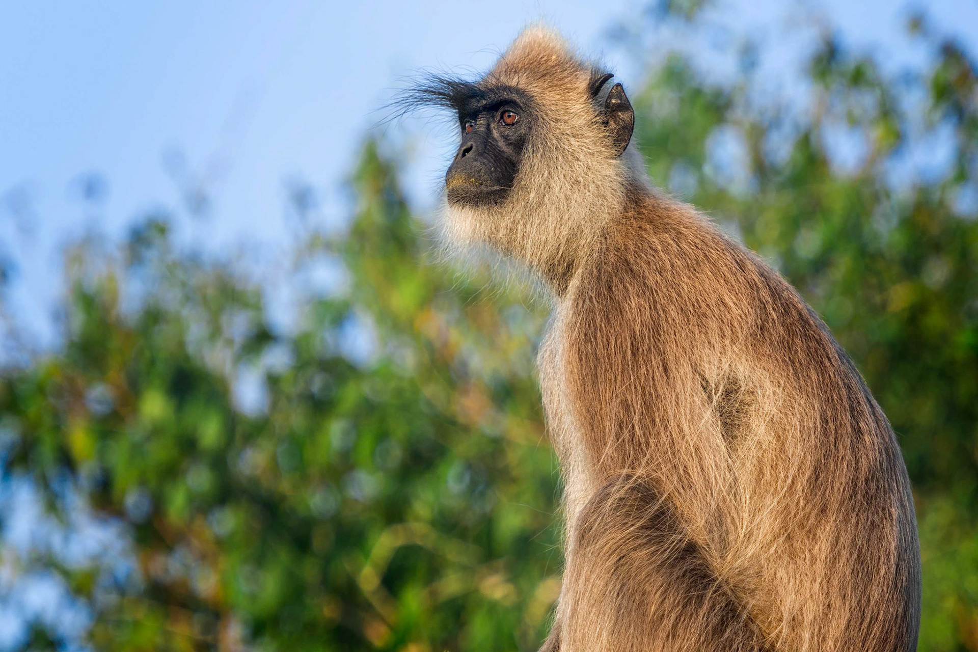 Grey Langur (Bundala, Sri Lanka)