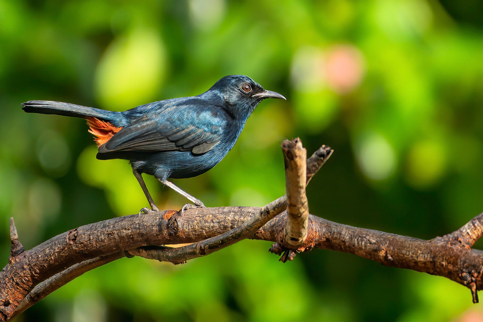 Indian Robin (Habarana, Sri Lanka)