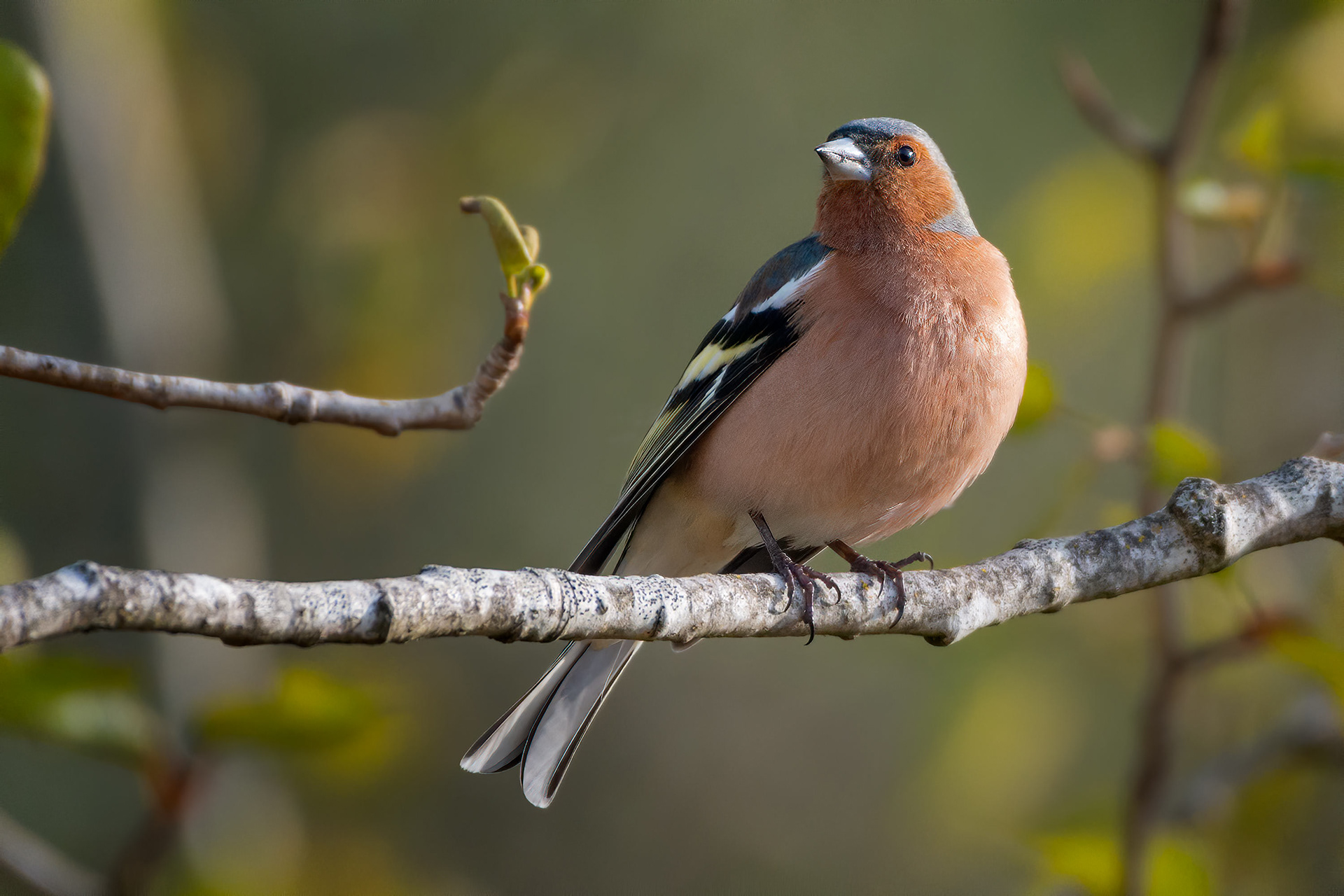 bird, common chaffinch, Belgium, Huldenberg