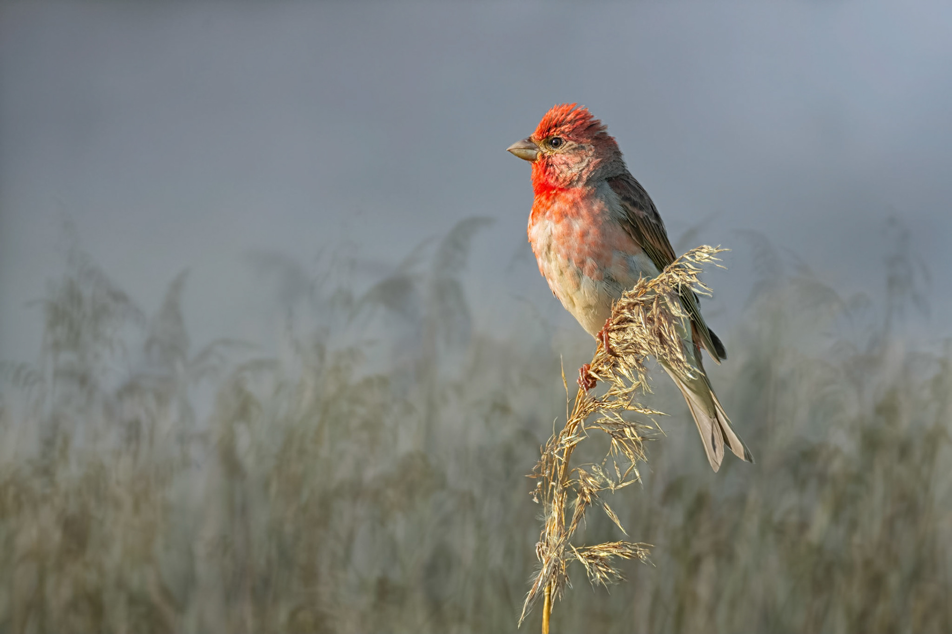 Common Rosefinch (Raisio, Finland)