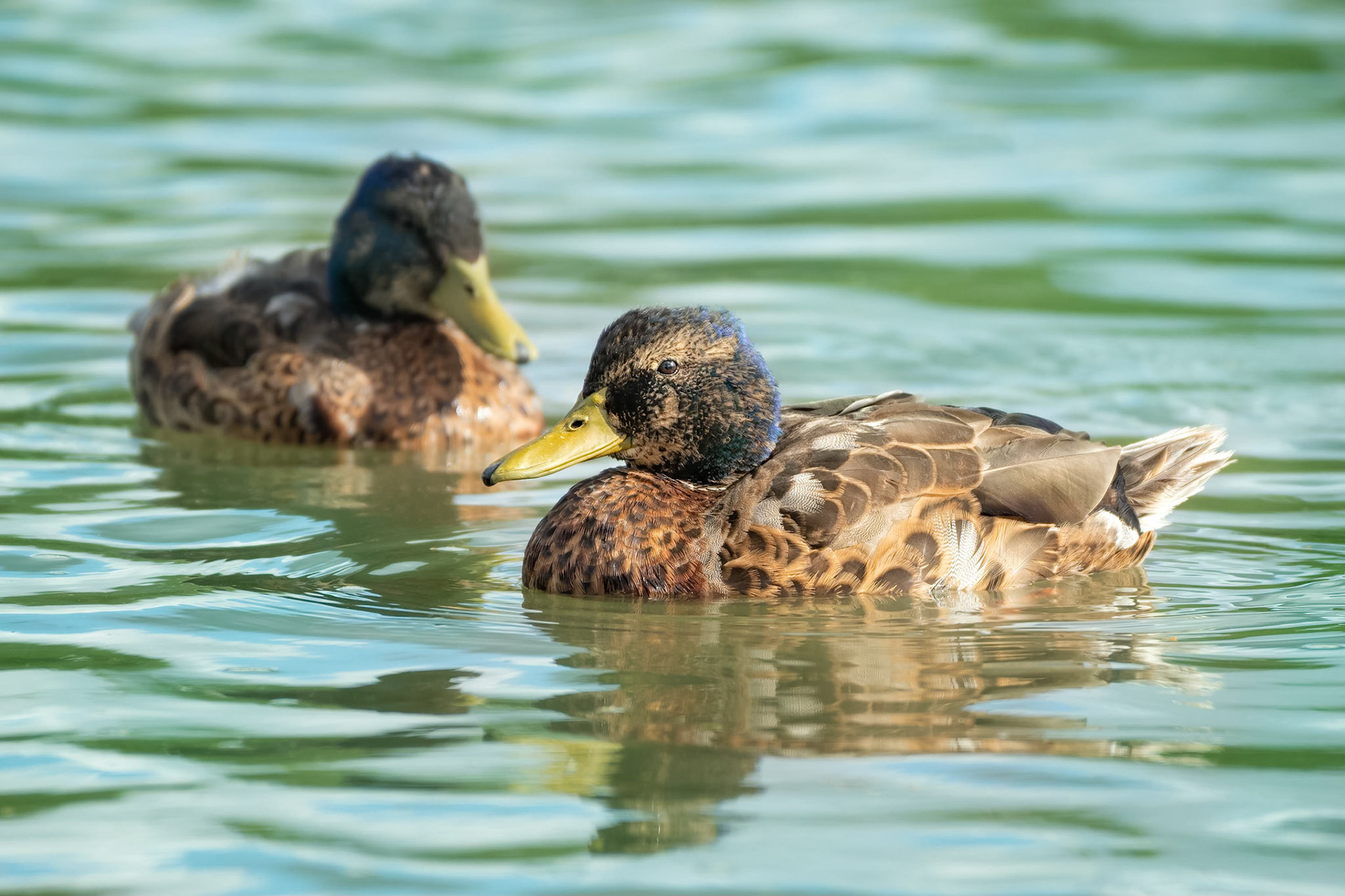 Mallard (Parainen, Finland)