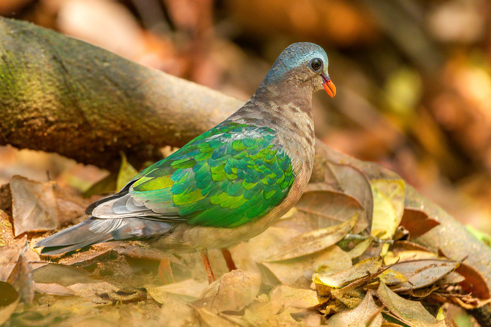 bird, emerald dove, Sinharaja, Sri Lanka