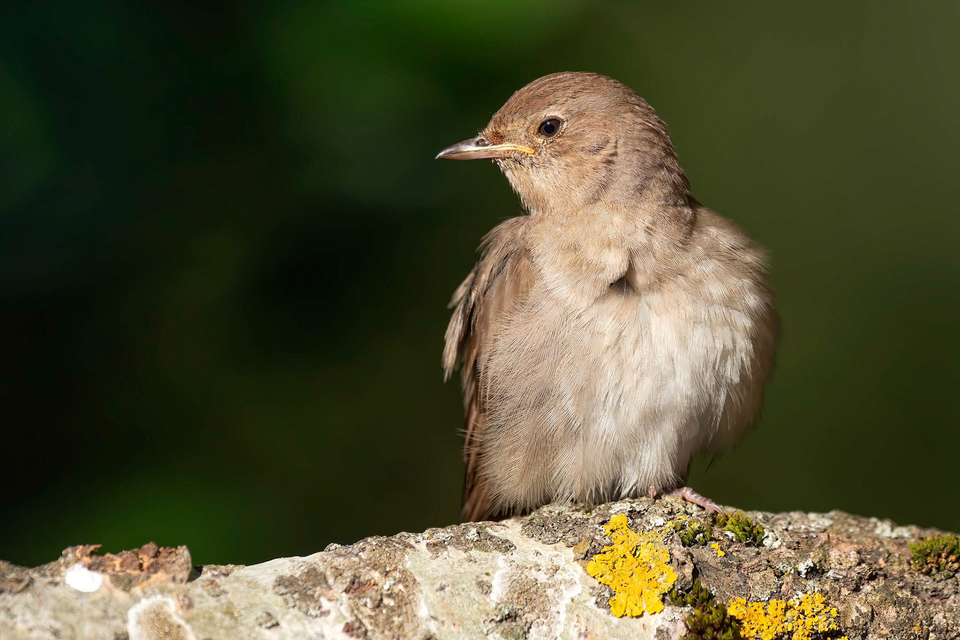Thrush Nightingale (Ruissalo, Finland)