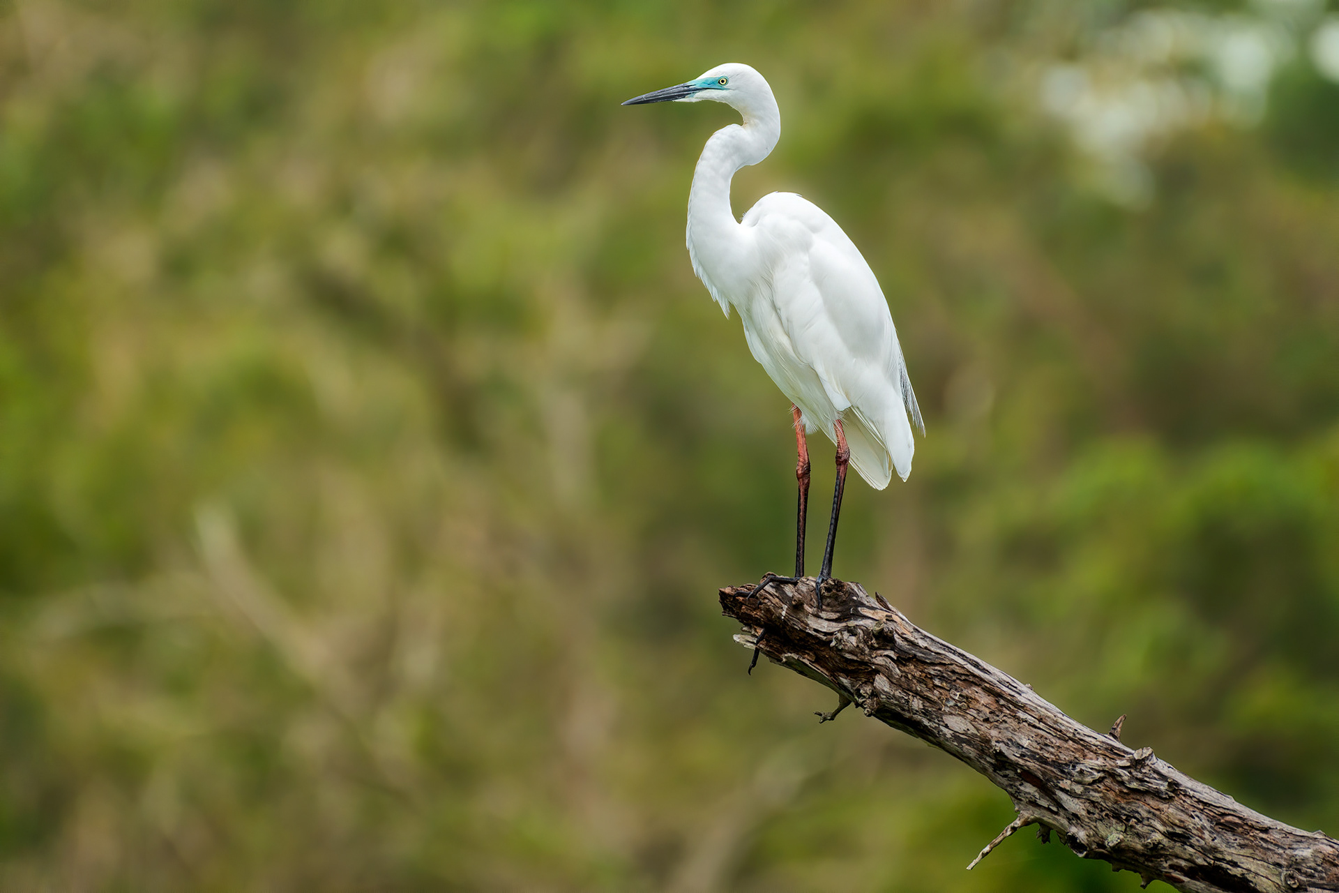 bird, great egret, breeding plumage