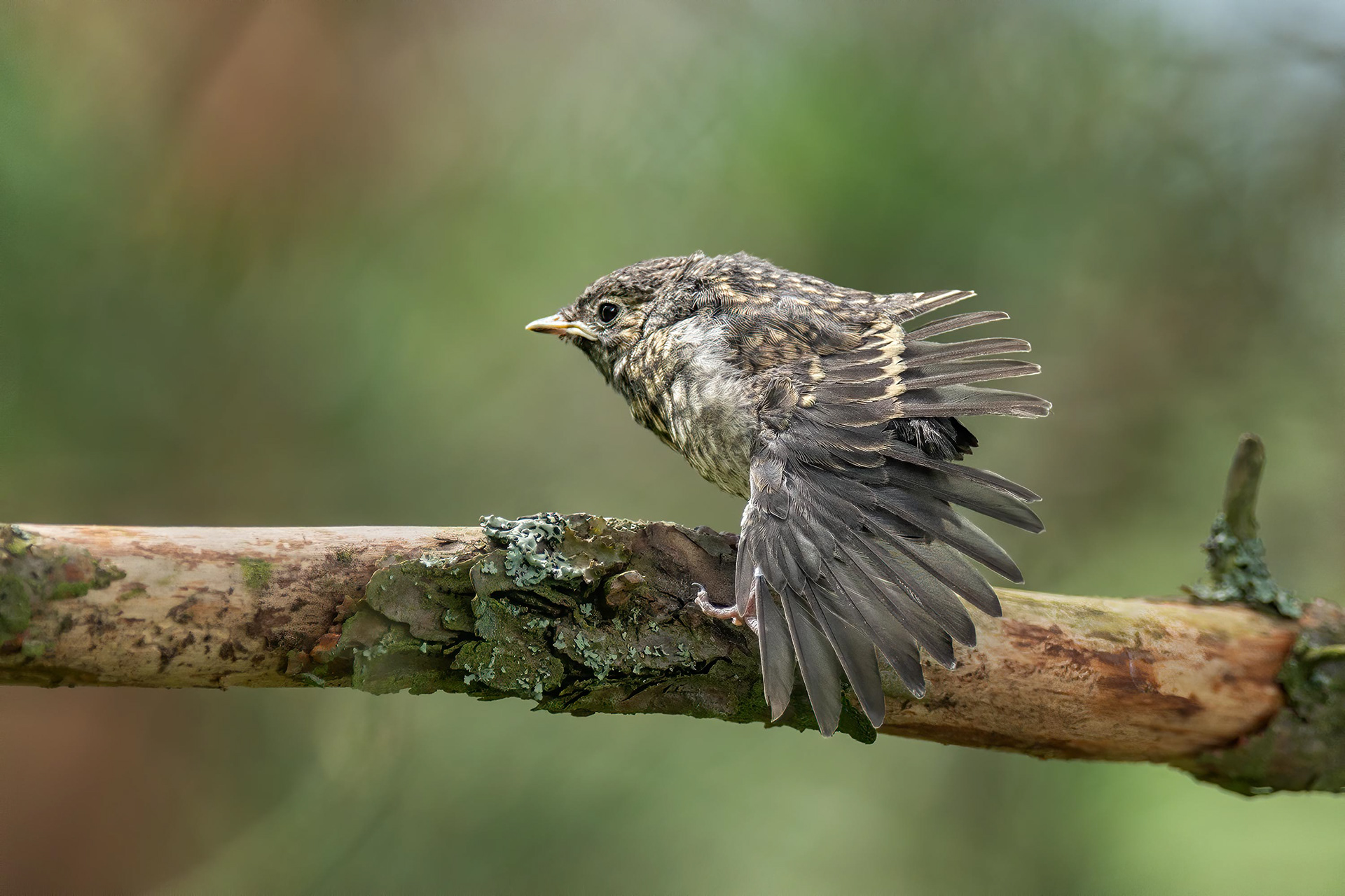 bird, juvnile, European pied flycatcher, Masku, Finland