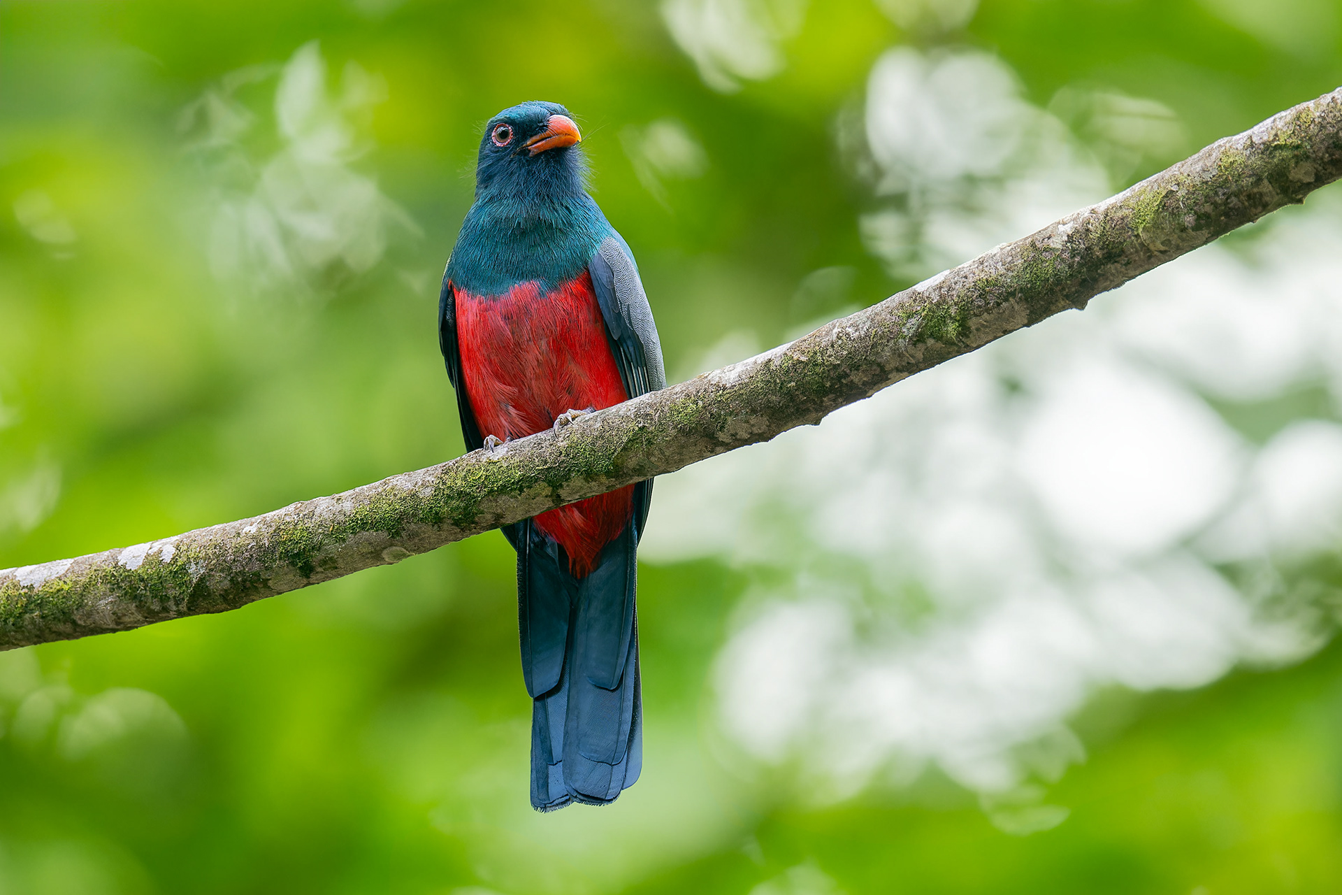Slaty-tailed Trogon (Sarapiqui, Costa Rica)