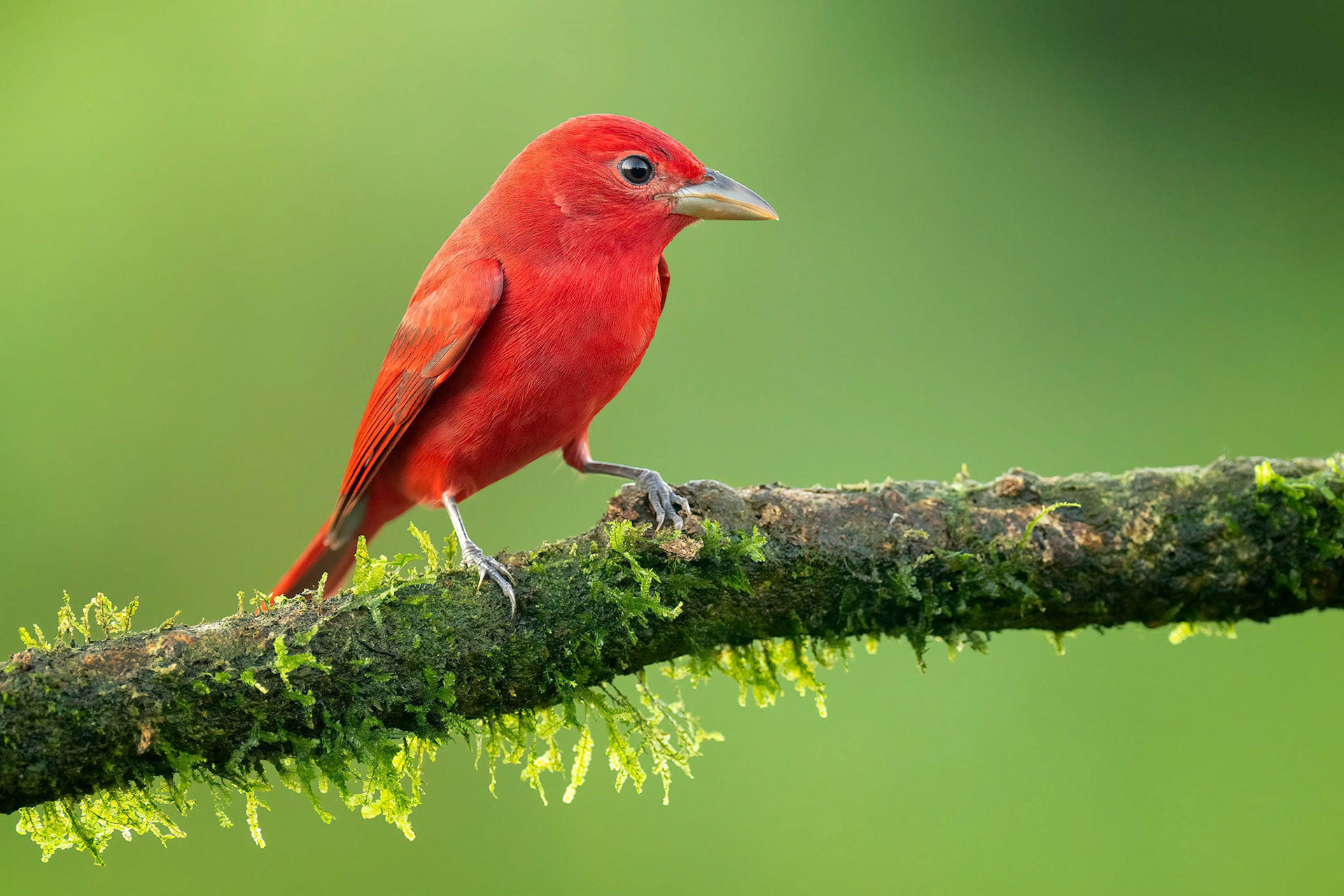 Summer Tanager (Savegre, Costa Rica)