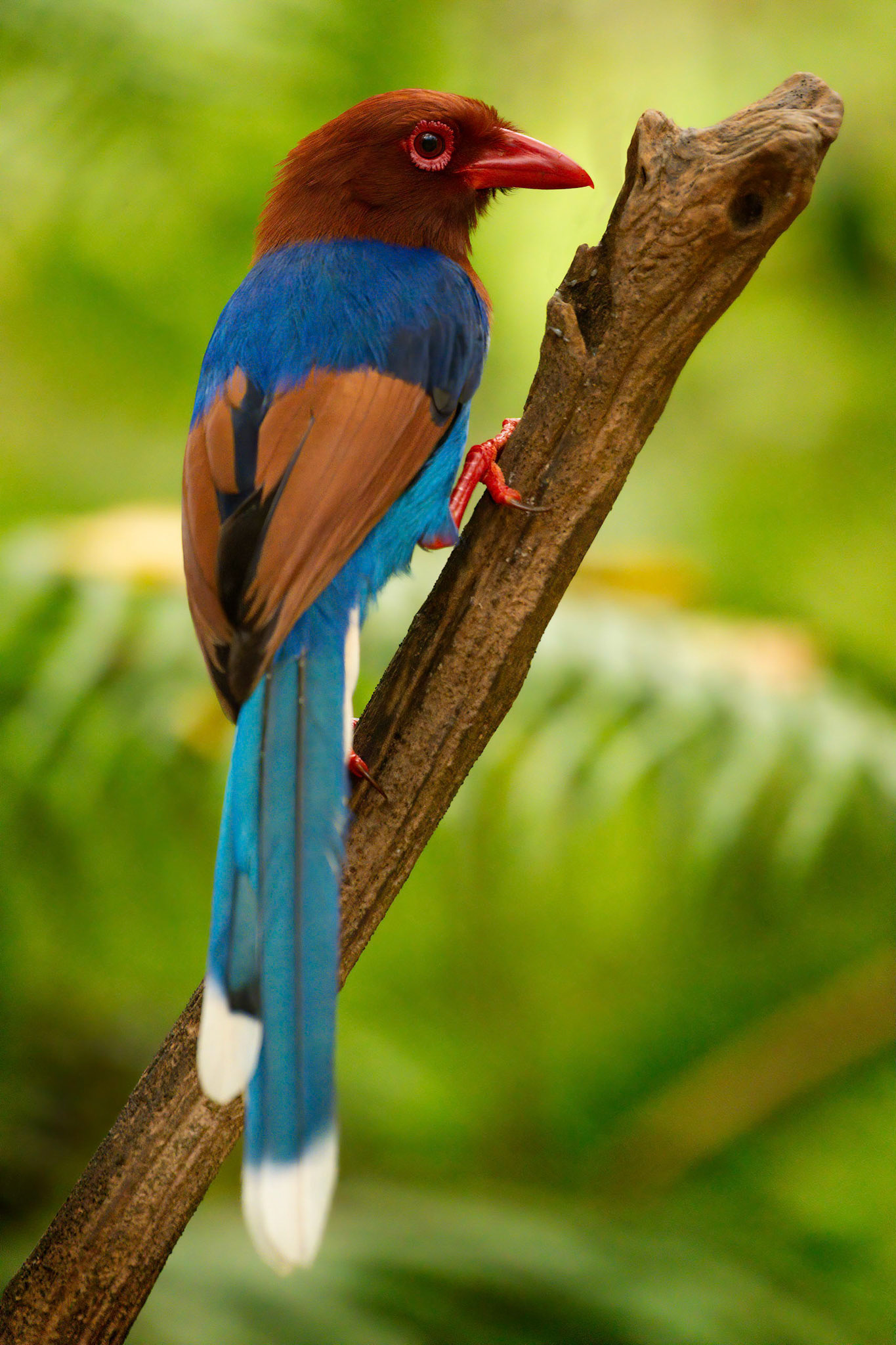 Sri Lanka Blue Magpie (Sinharaja, Sri Lanka)