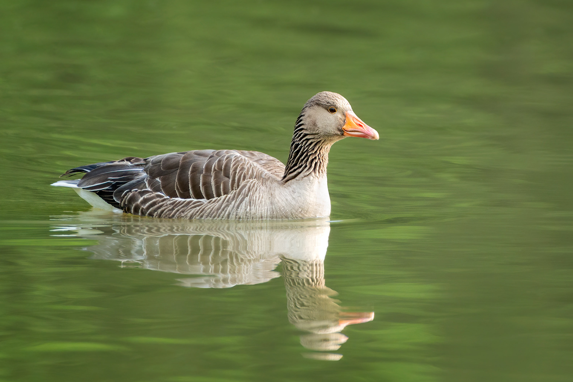 bird, greylag goose, Hulpe, Belgium