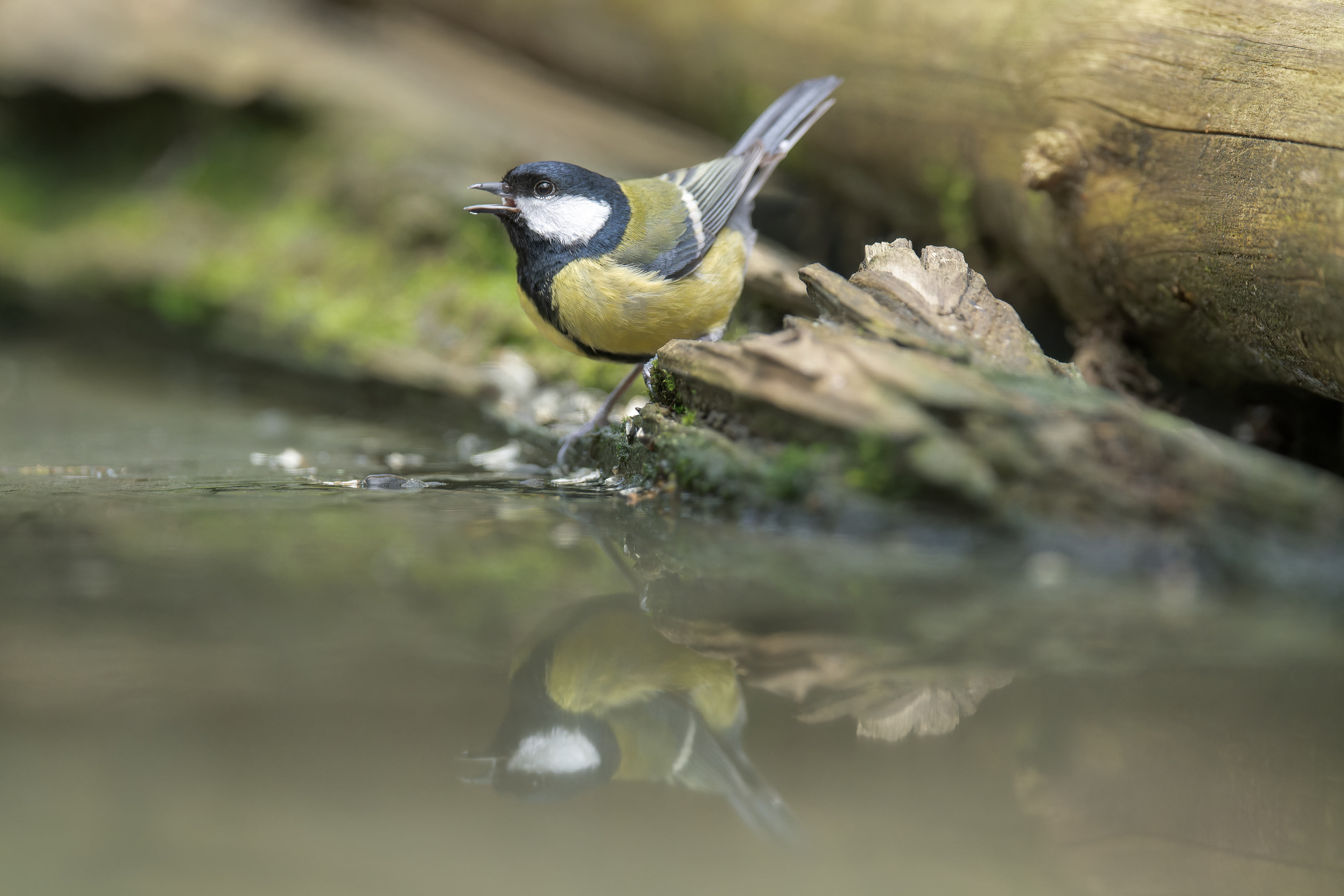 Great Tit (Kalmthout, Belgium)