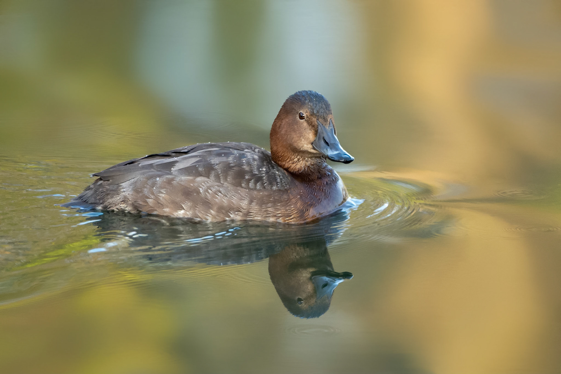 Common Pochard (Brussels, Belgium)