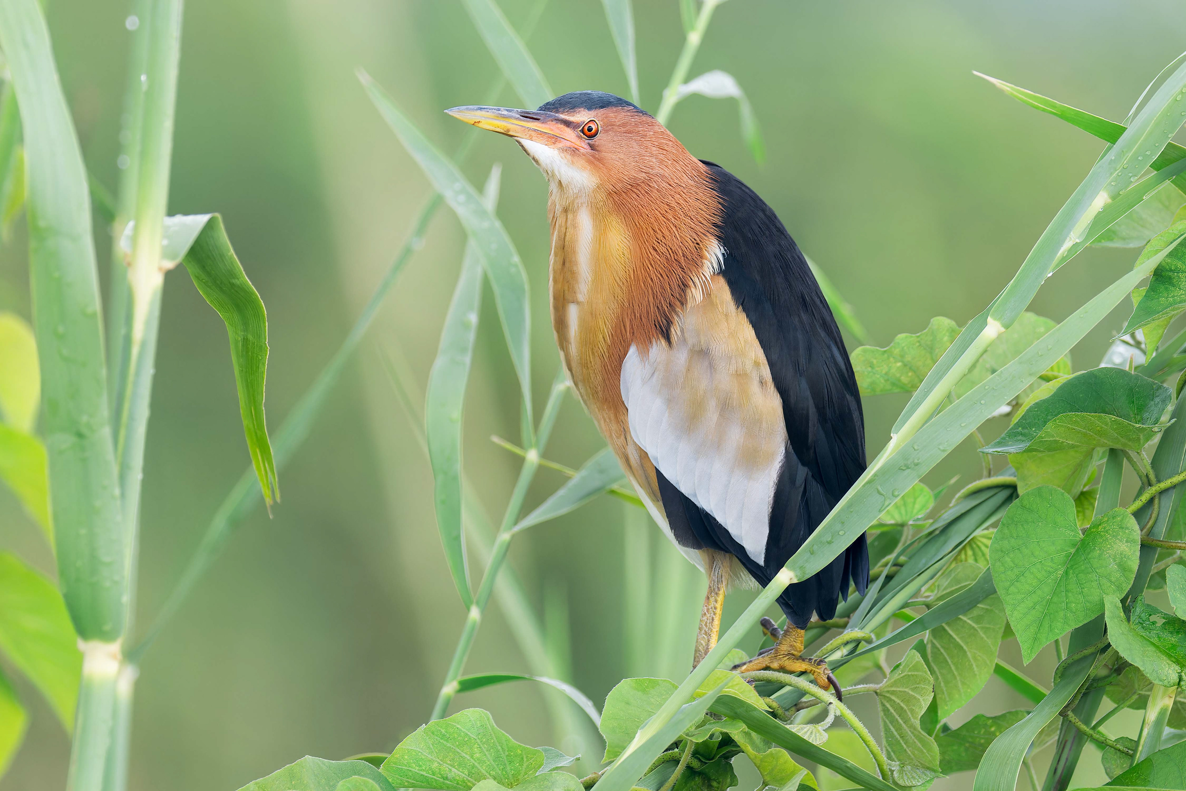 Little Bittern (Bwabwata, Namibia)