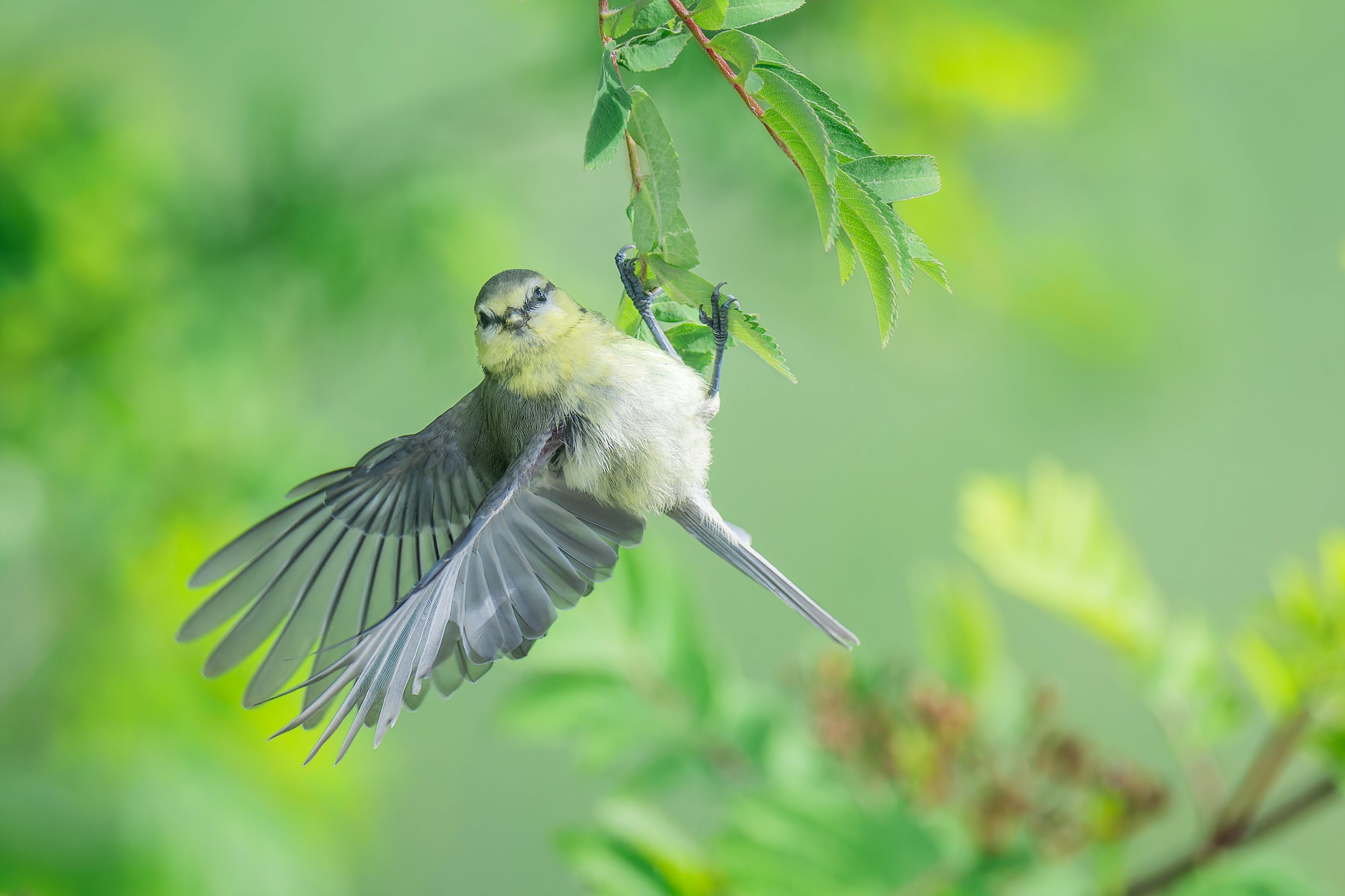 Eurasian Blue Tit (Masku, Finland)
