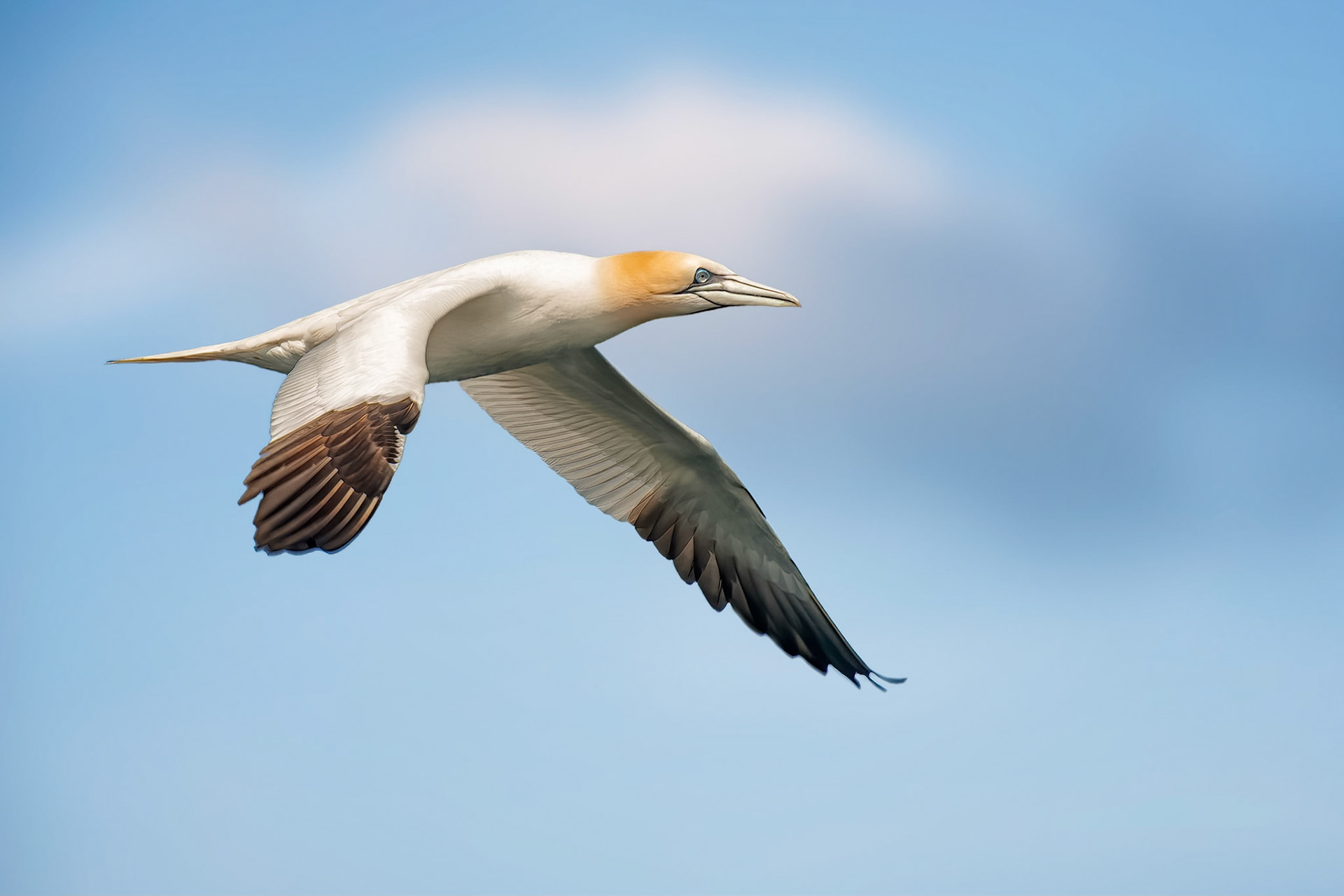 Northern Gannet (Perros-Guirec, France)