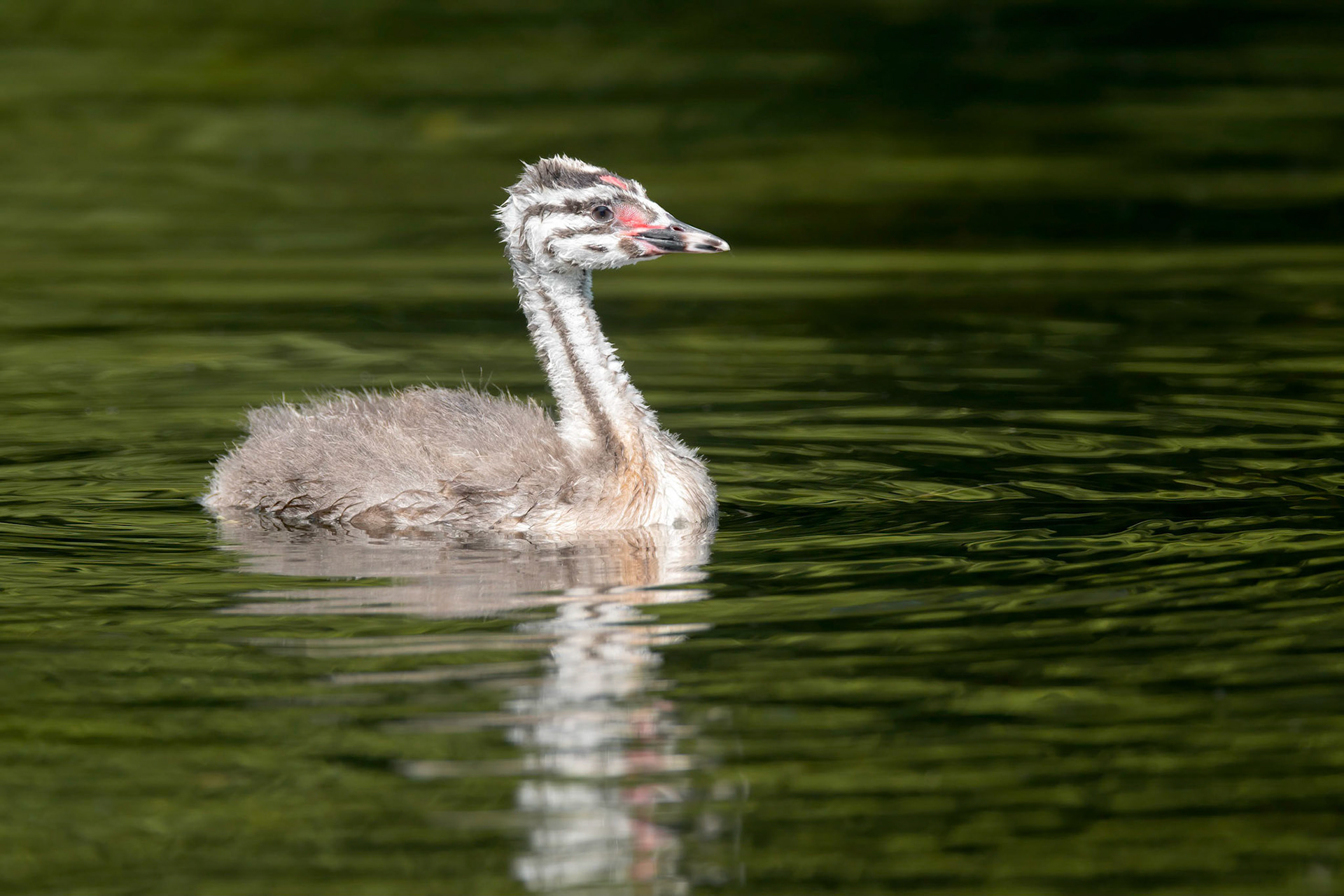 Great Crested Grebe (Brussels, Belgium)