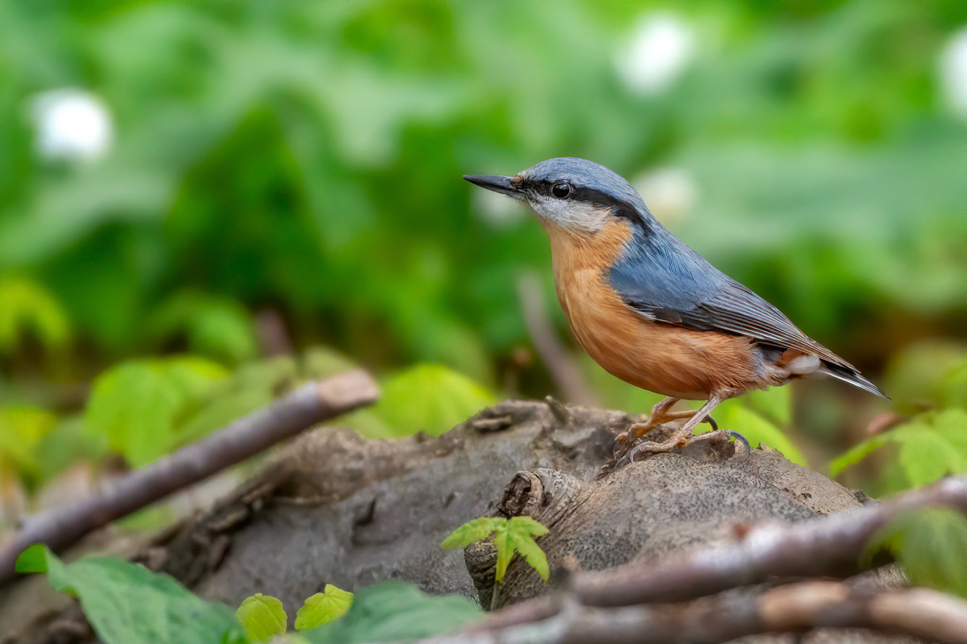 Eurasian Nuthatch (Brussels, Belgium)