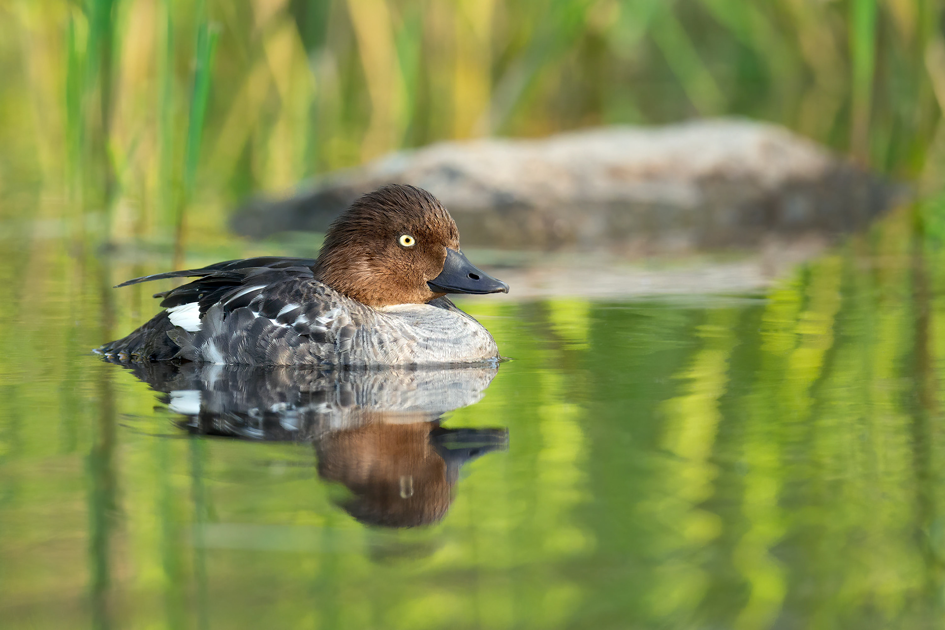 Common goldeneye, female, Masku, Finland