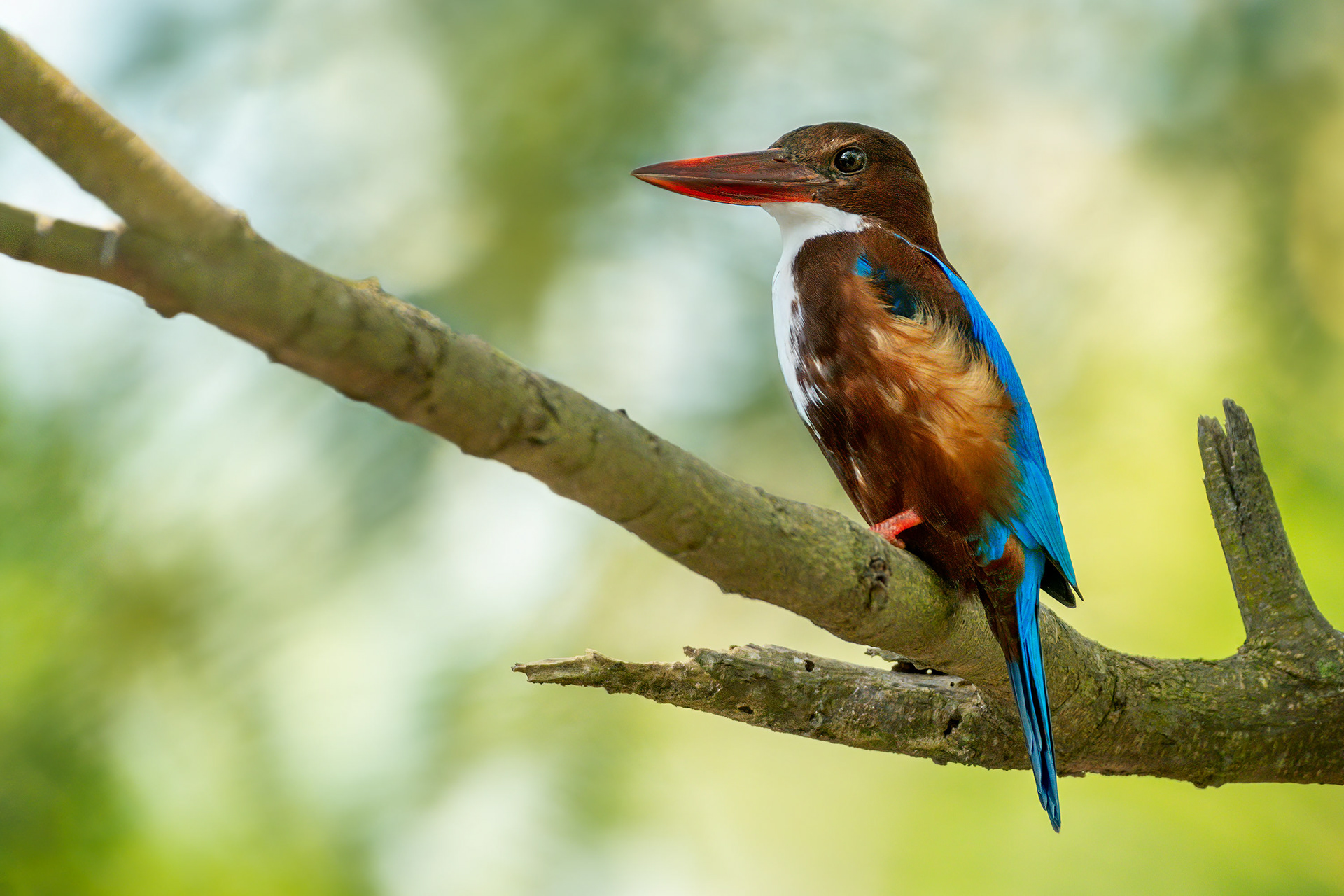 bird, white-throated kingfisher, Habarana, Sri Lanka