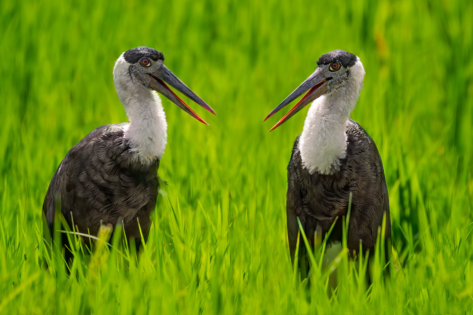 bird, wooly-necked stork, Buduruwagala, Sri Lanka