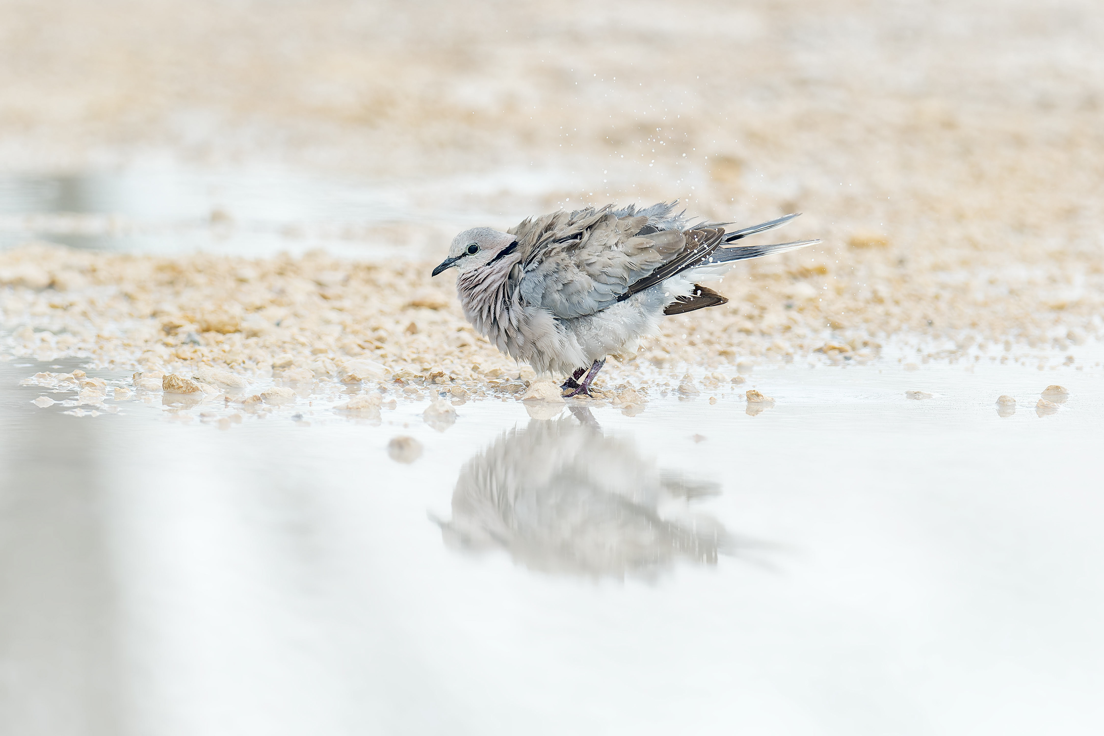 Ring-necked Dove (Etosha, Namibia)