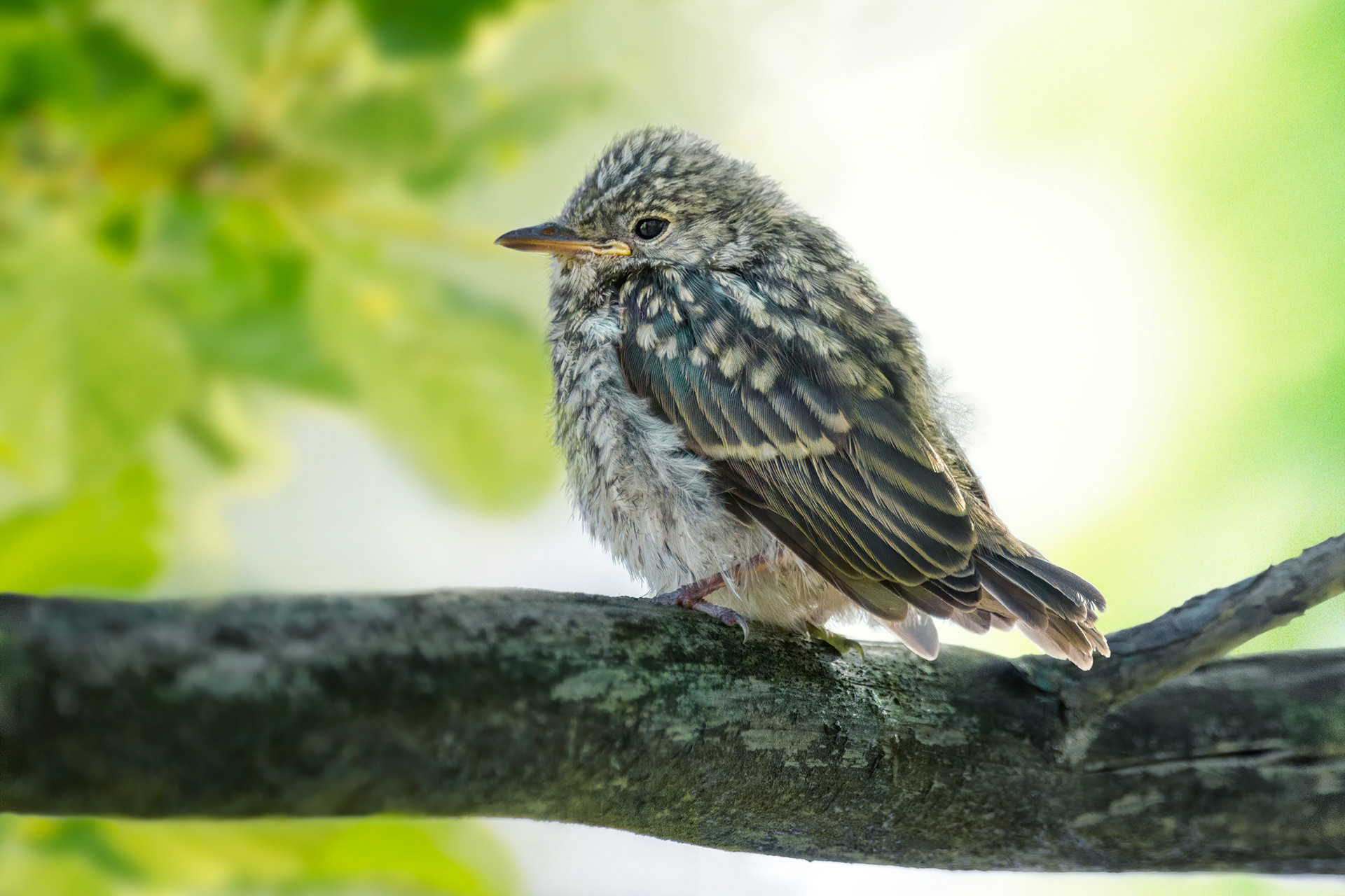 bird, spotted flycatcher, Masku, Finland