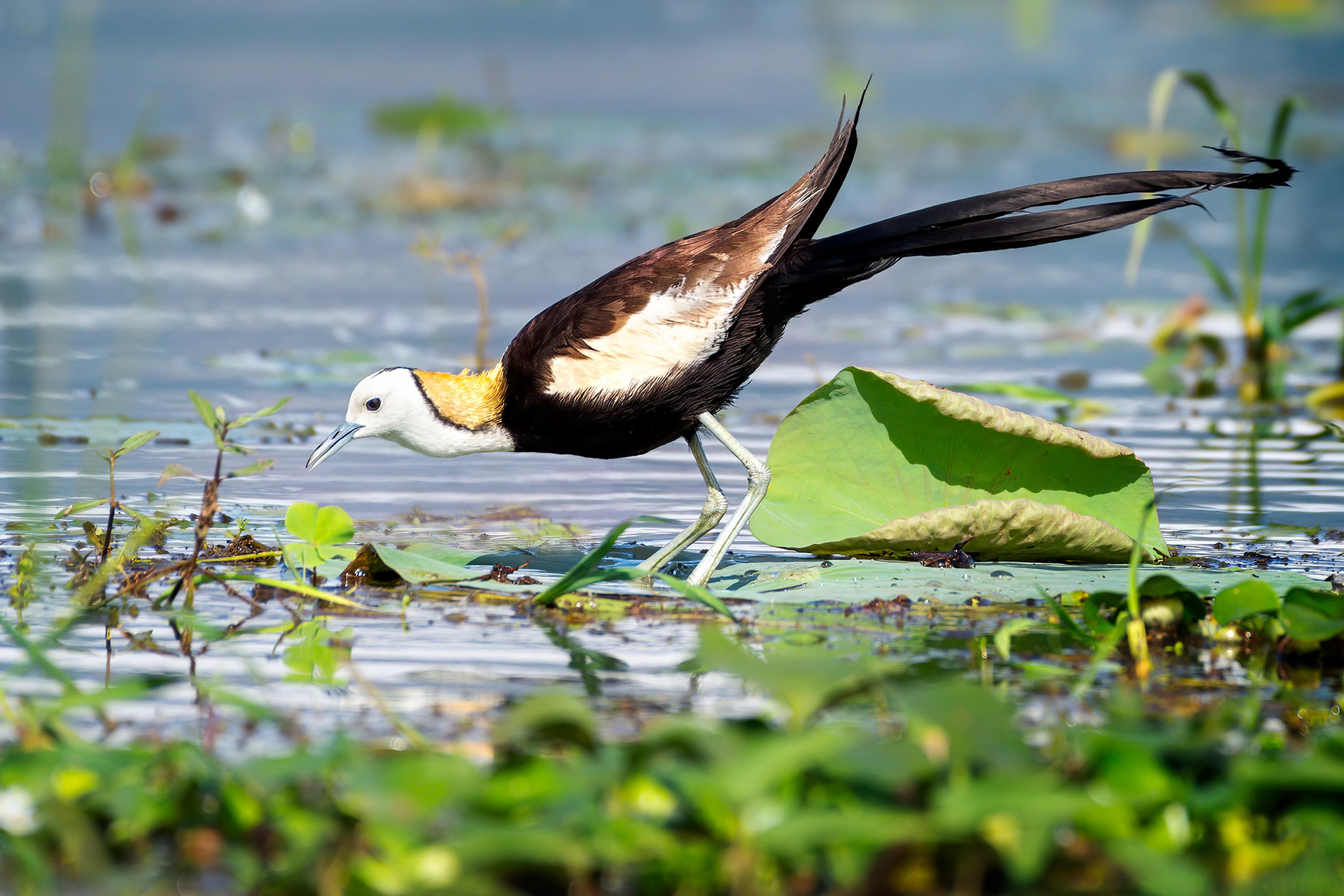 bird, pheasant-tailed jacana, Habarana, Sri Lanka