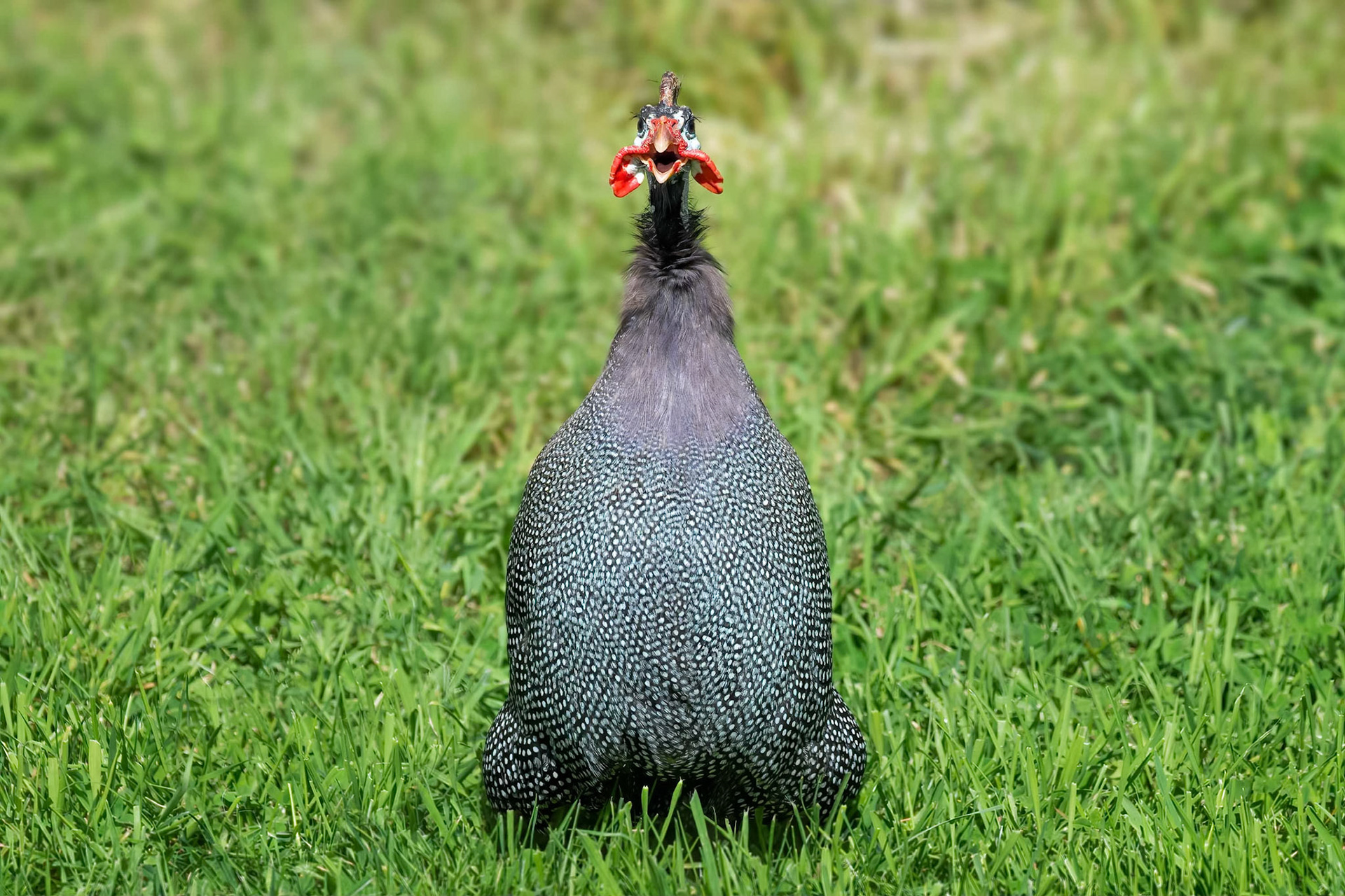 Helmeted Guineafowl (Pamplona, Spain)