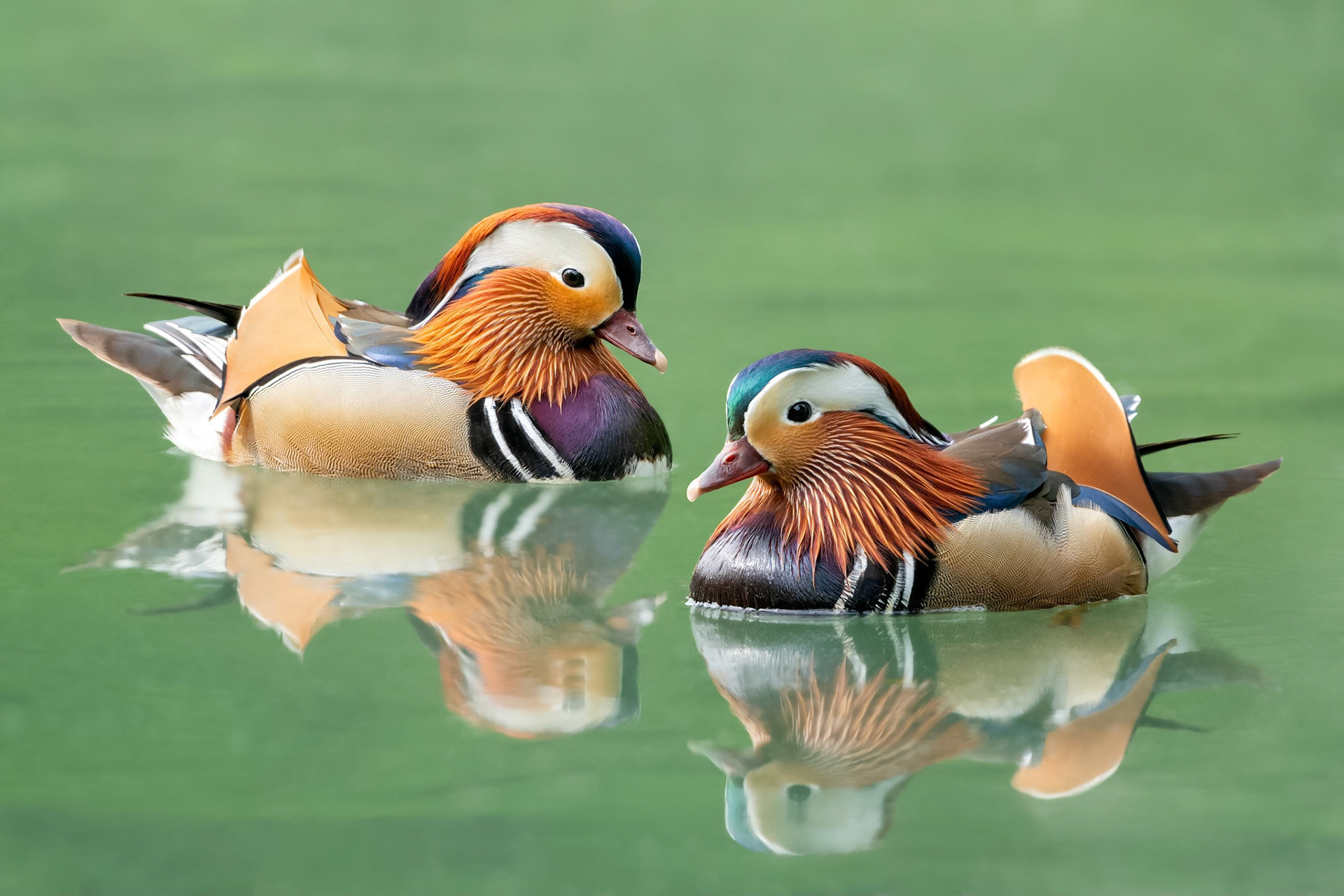 Mandarin Duck (Brussels, Belgium)
