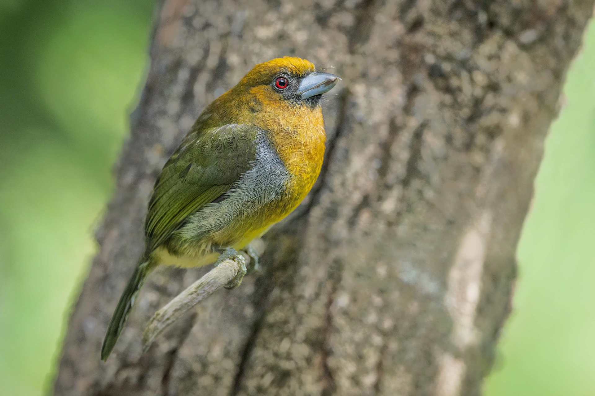 Prong-billed Barbet (Arenal, Costa Rica)