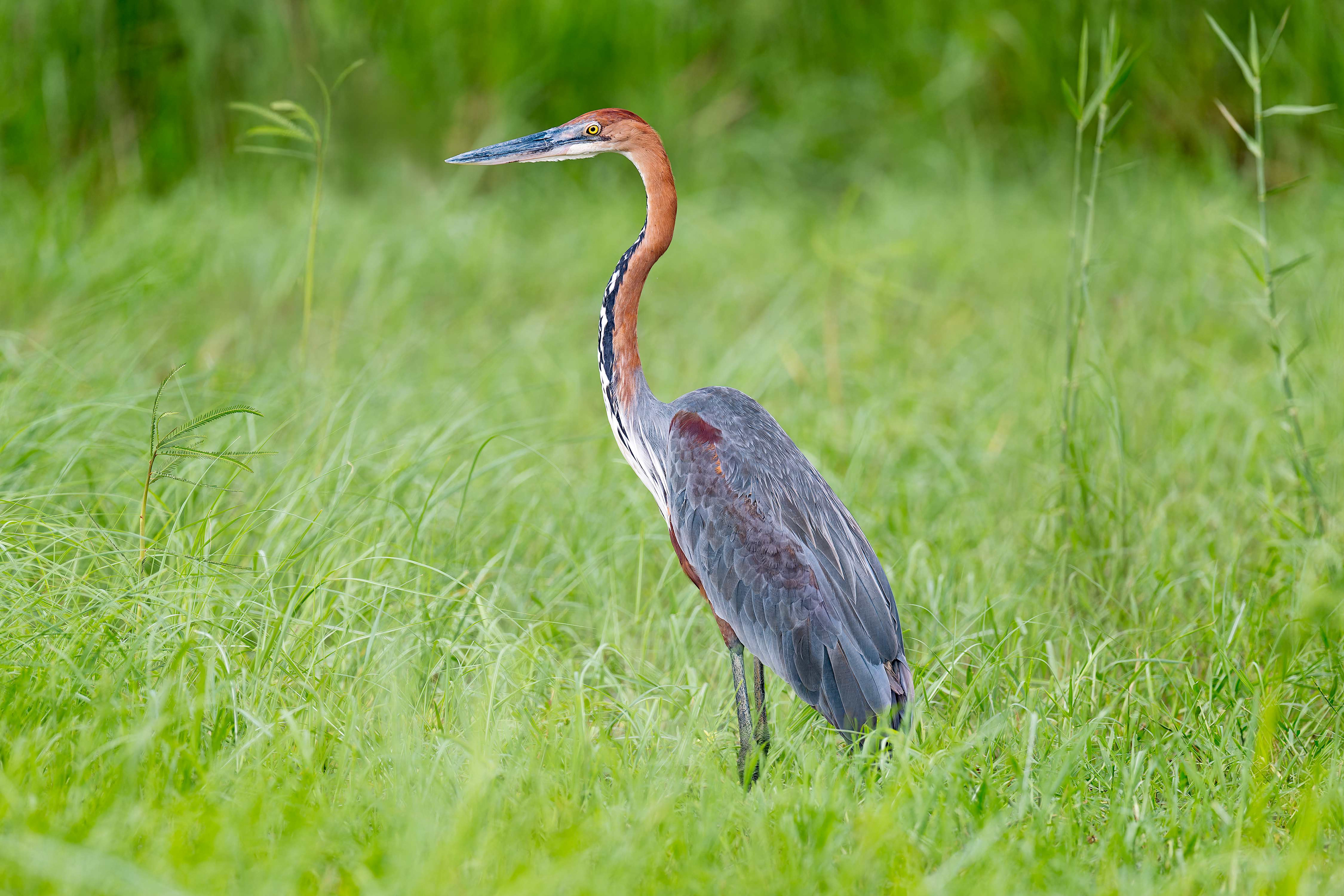 Goliath Heron (Bwabwata, Namibia)