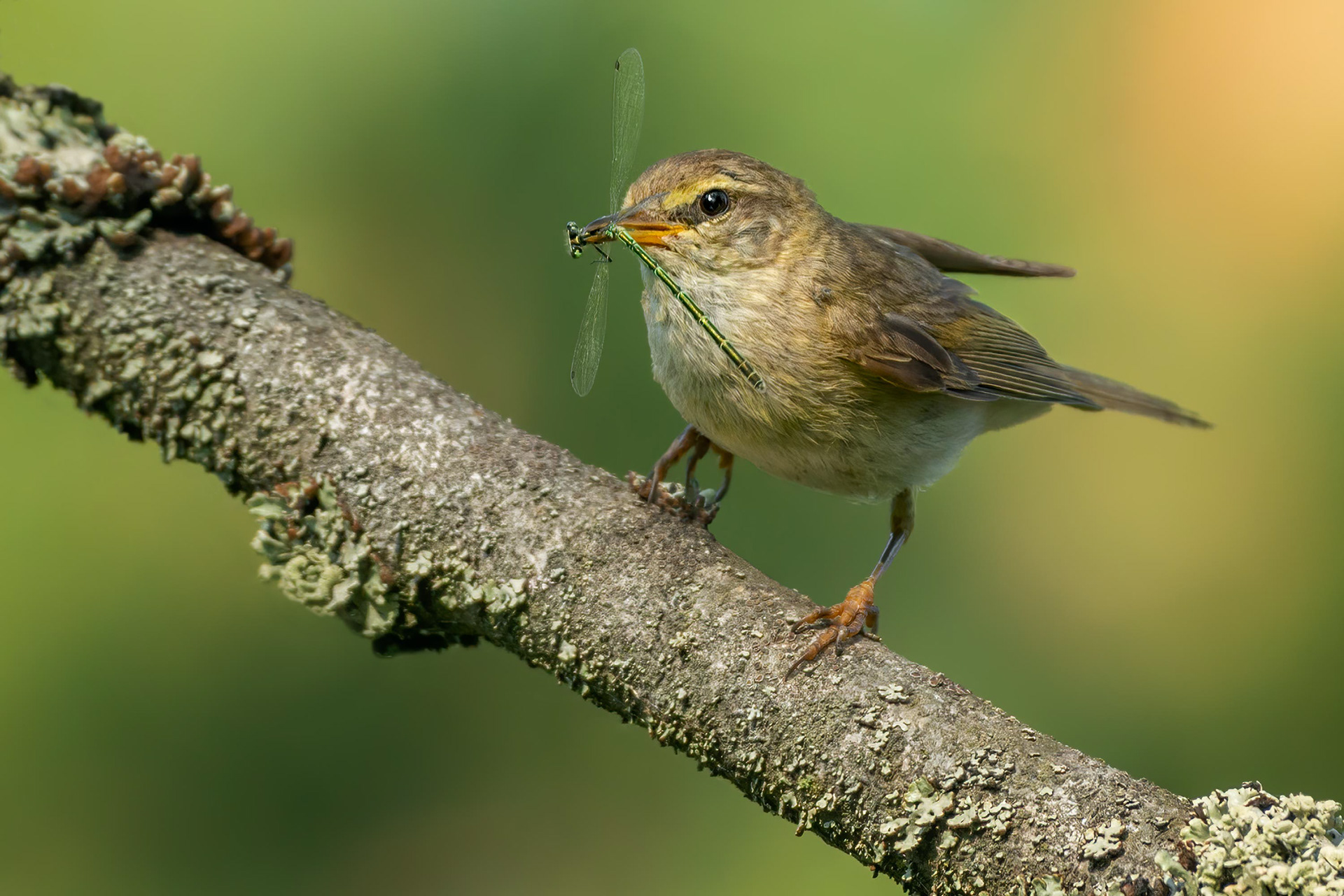 bird, willow warbler, Masku, Finland