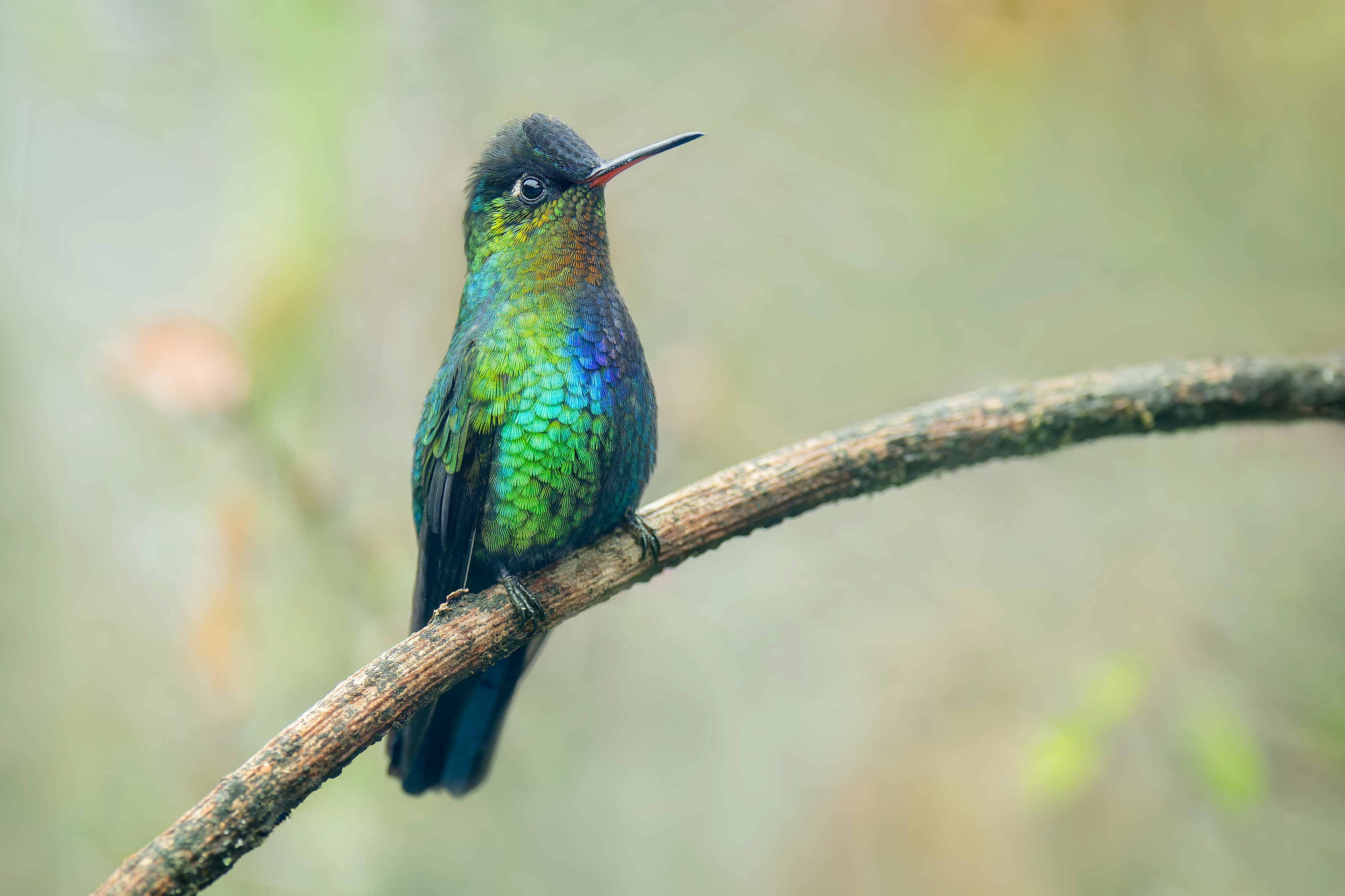 Fiery-throated Hummingbird (Savegre, Costa Rica)