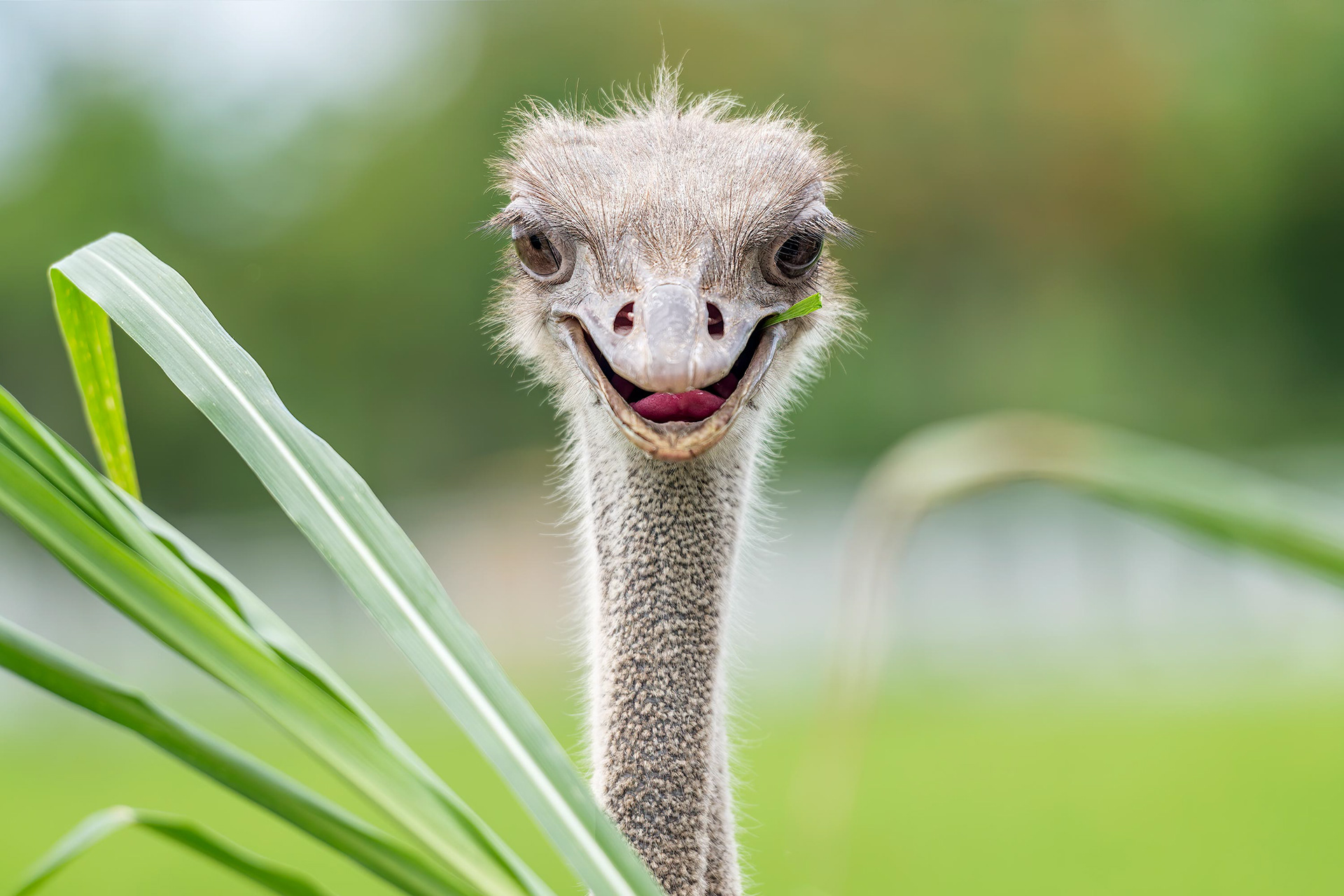 bird, common ostrich, Hualien, Taiwan