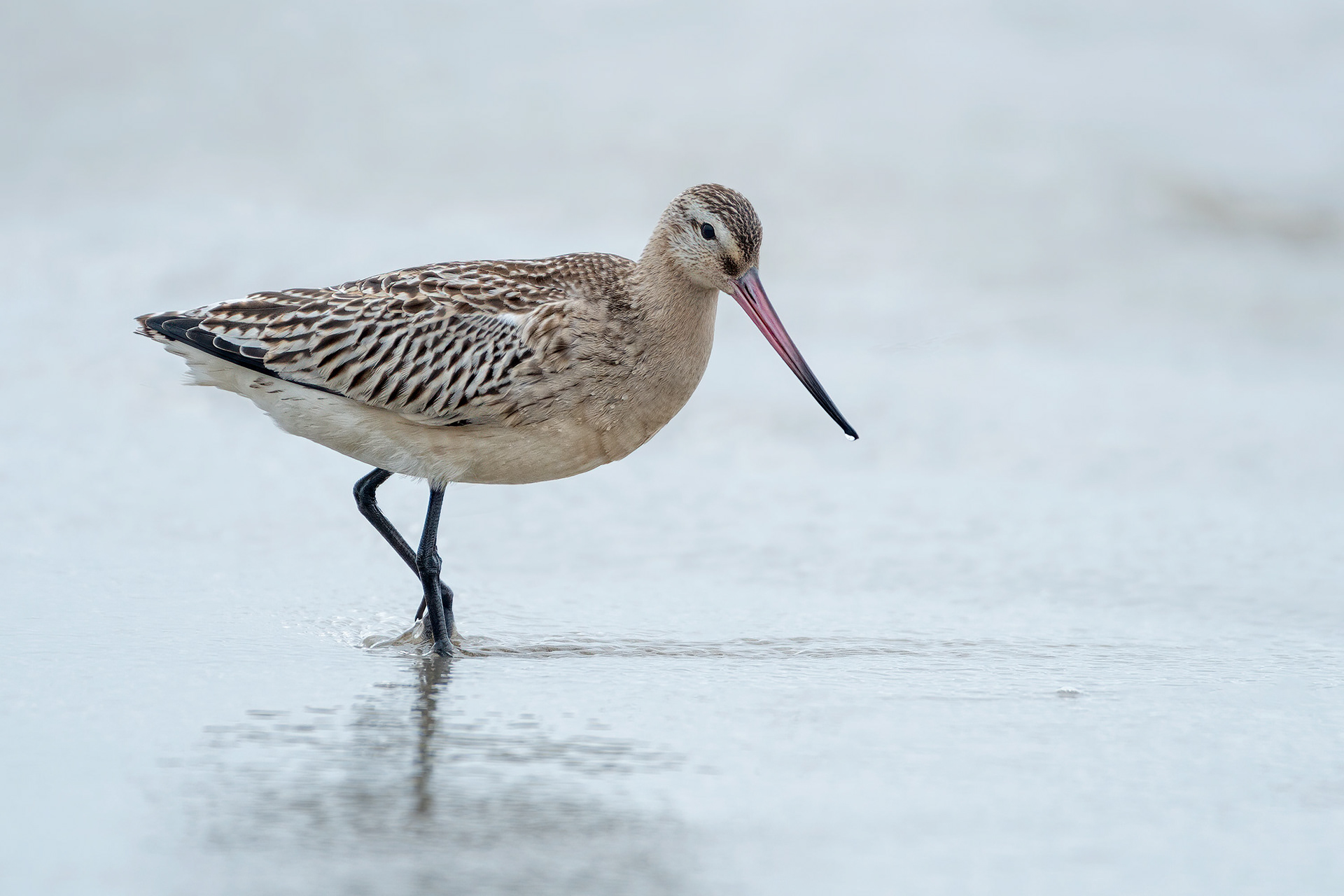 bird, bar-tailed godwit, Crozon, France
