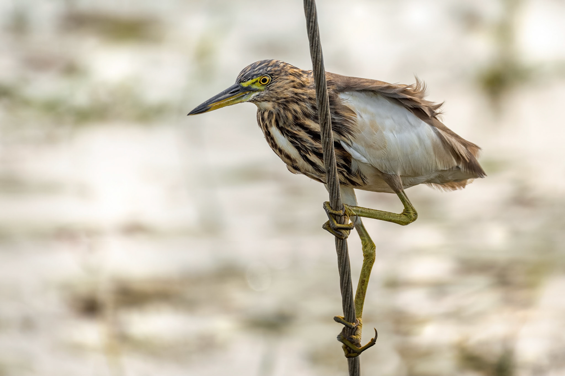 Indian Pond Heron (Negombo, Sri Lanka)